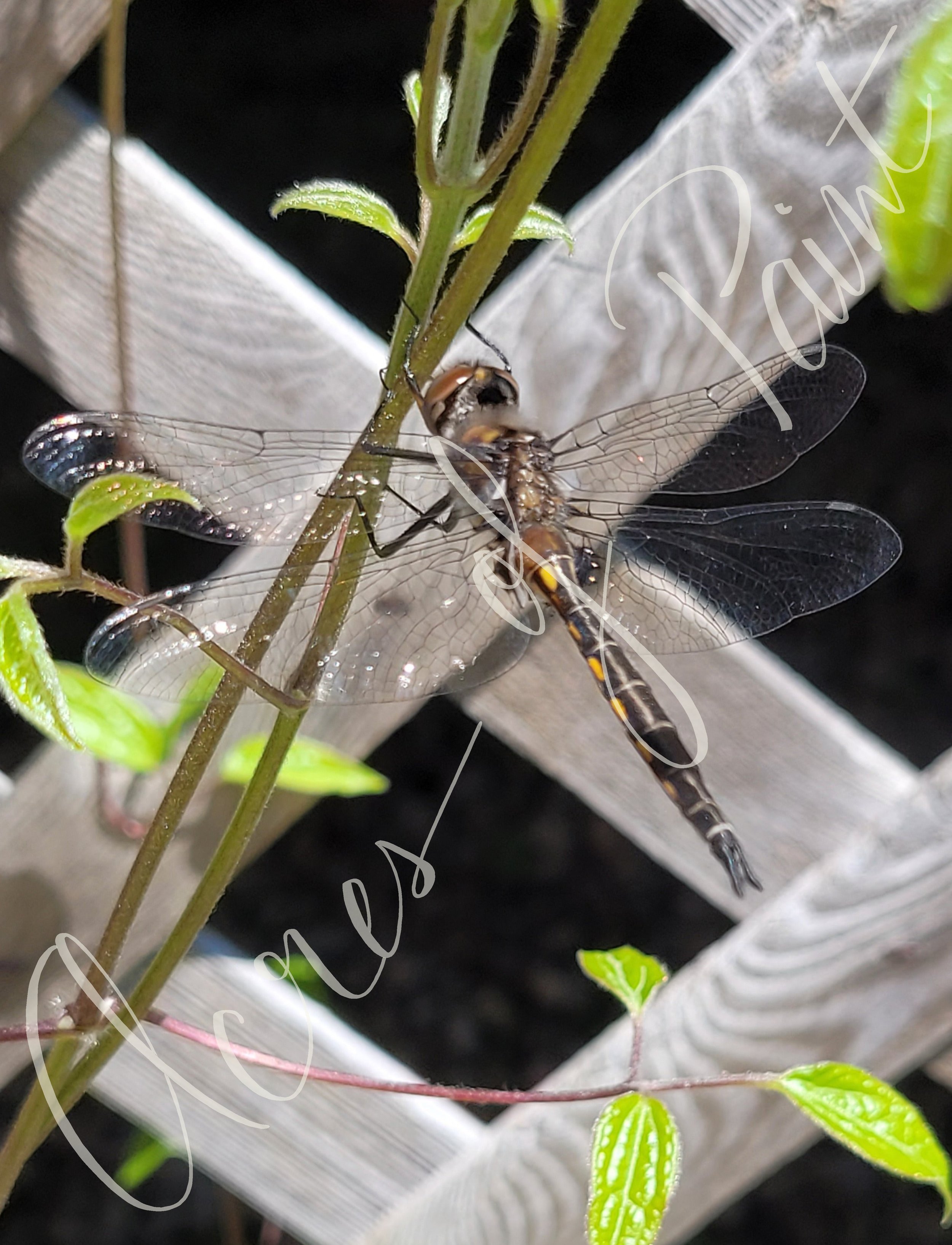 Dragonfly Wings