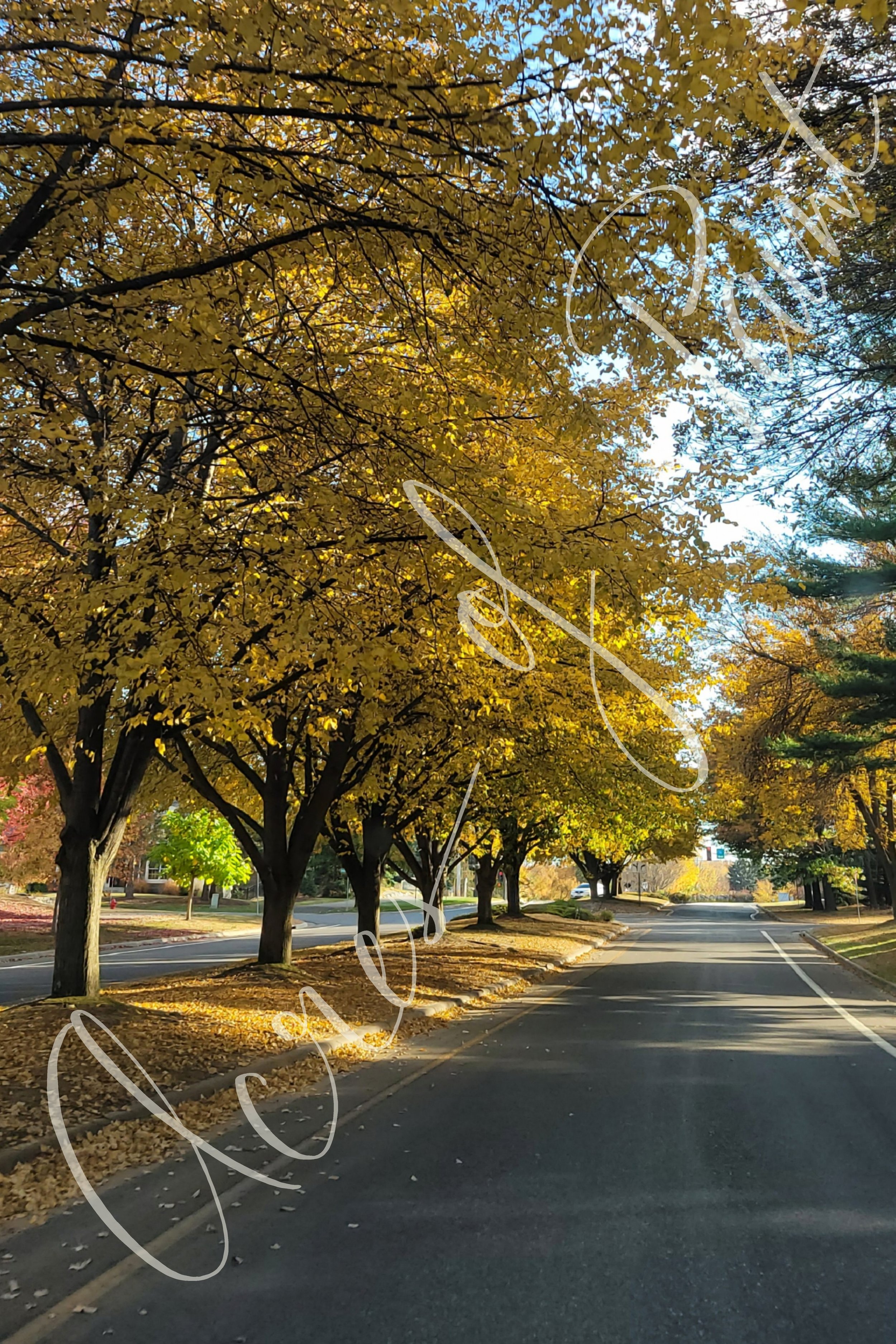 Fall Lane