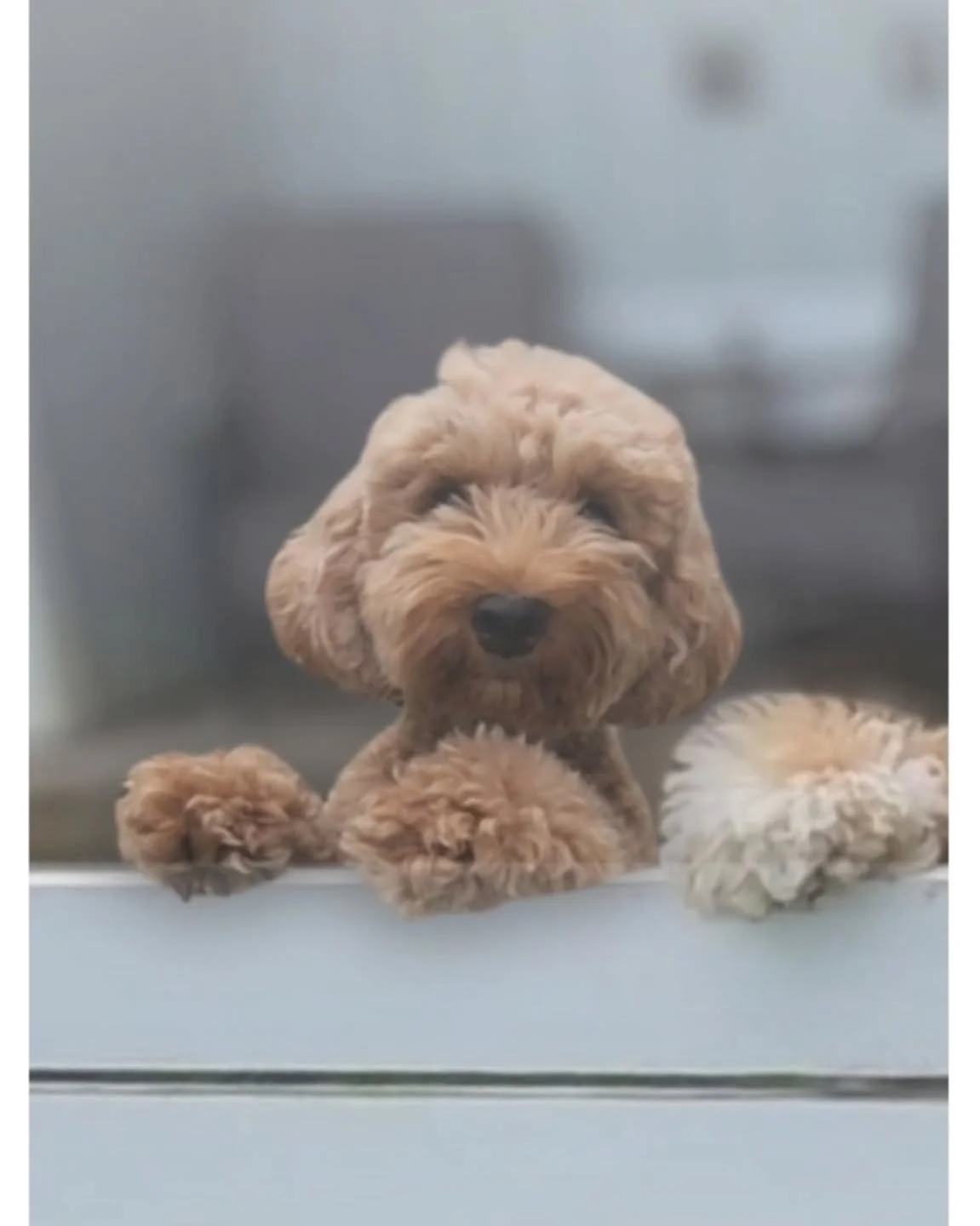 Oahu Sunrise Labradoodles is a small in-home breeding program nestled in the beautiful green Ko&rsquo;olau Mountains of Kane&rsquo;ohe, &lsquo;Oahu. Our journey began after experiencing first-hand the challenges of finding the right furry family memb