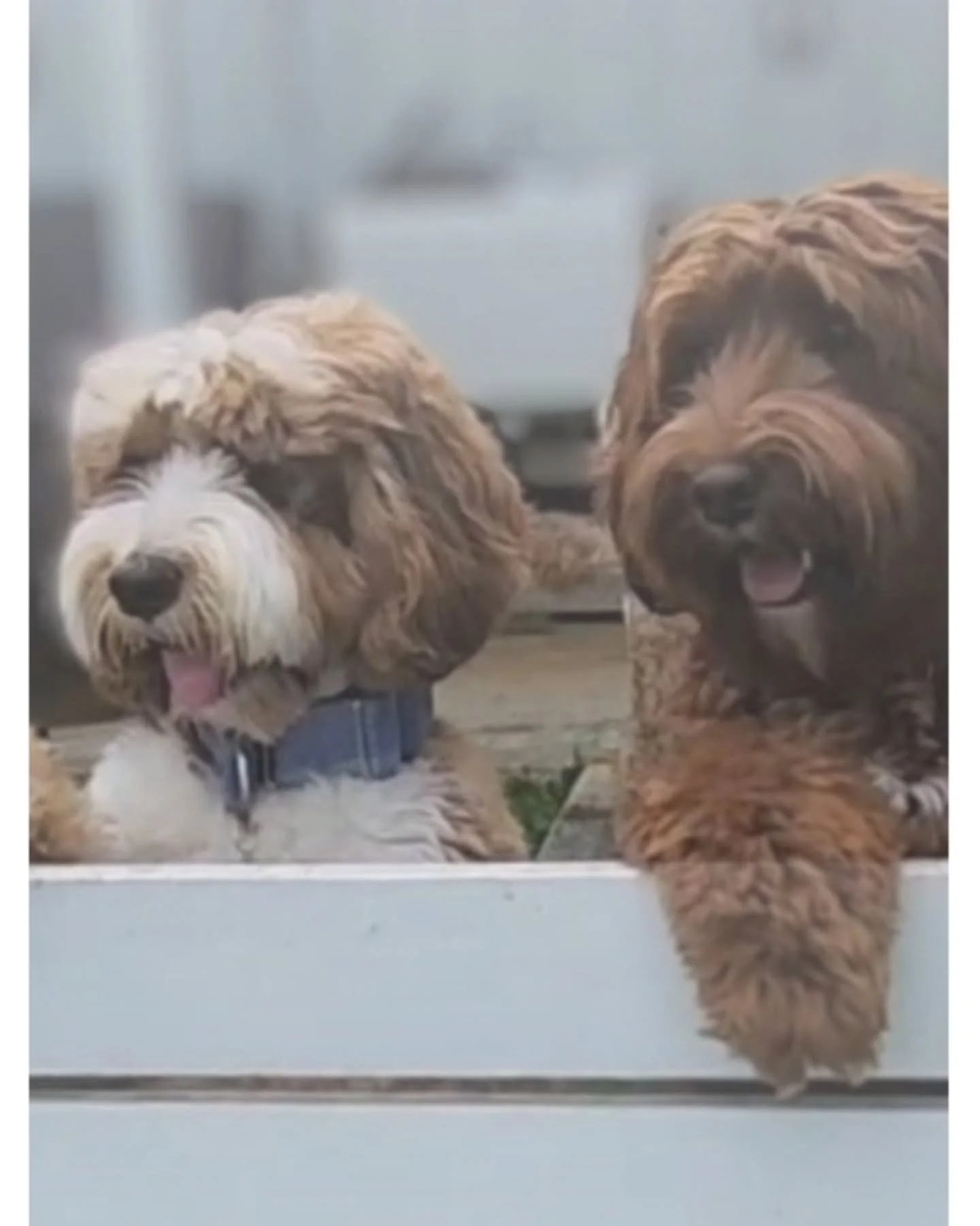 Oahu Sunrise Labradoodles is a small in-home breeding program nestled in the beautiful green Ko&rsquo;olau Mountains of Kane&rsquo;ohe, &lsquo;Oahu. Our journey began after experiencing first-hand the challenges of finding the right furry family memb