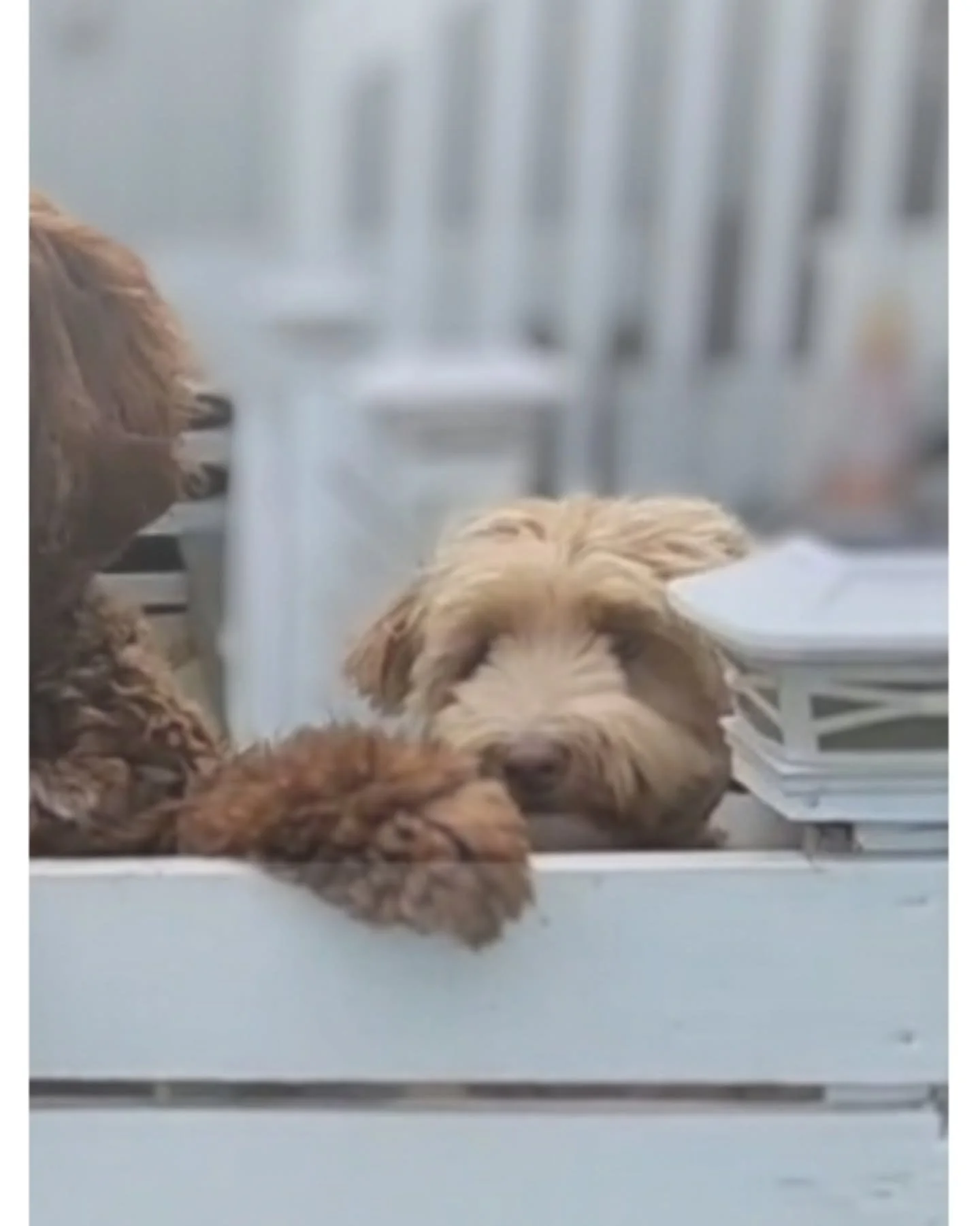 Oahu Sunrise Labradoodles is a small in-home breeding program nestled in the beautiful green Ko&rsquo;olau Mountains of Kane&rsquo;ohe, &lsquo;Oahu. Our journey began after experiencing first-hand the challenges of finding the right furry family memb