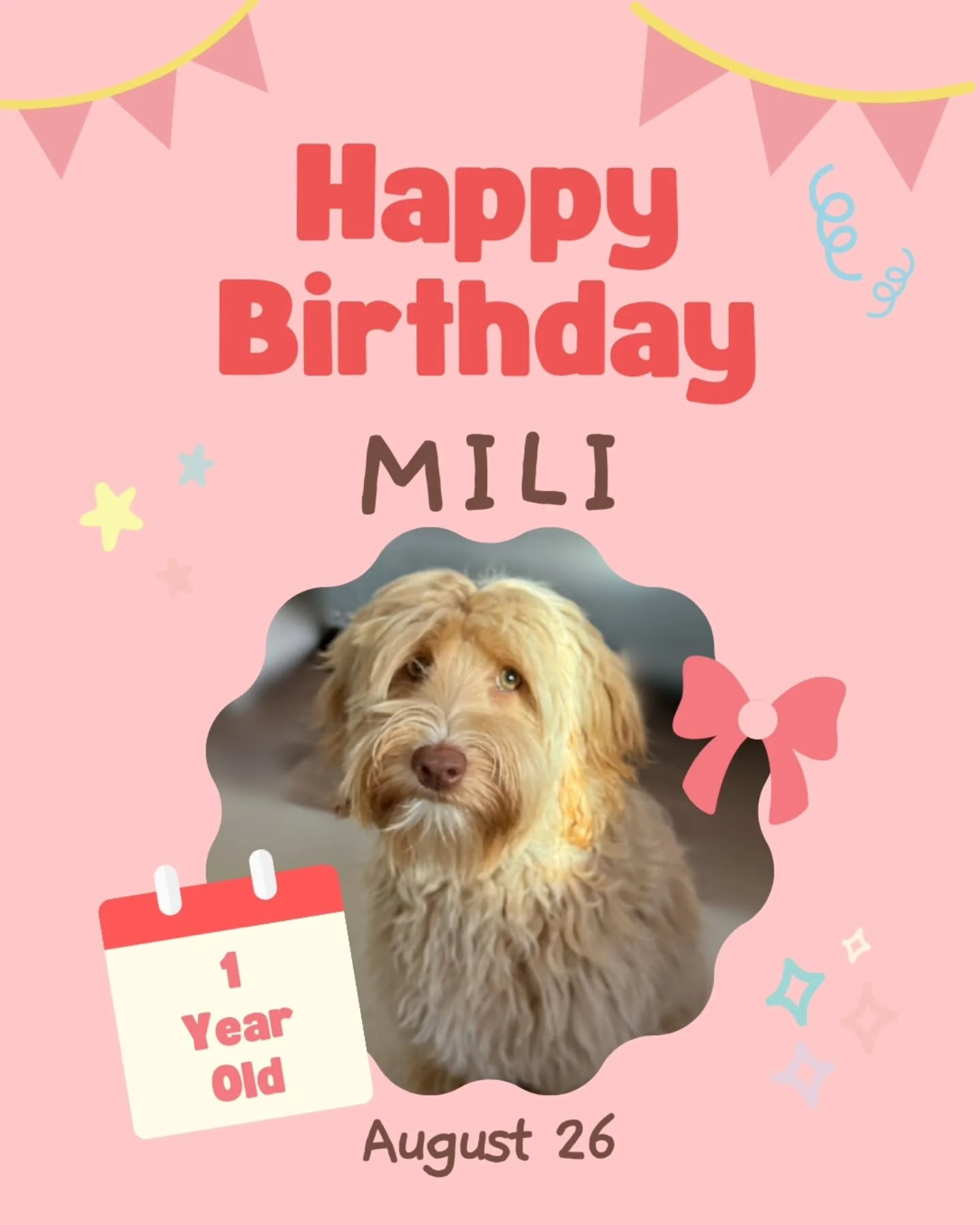 Mili Is ONE! Happy birthday to this springy little ball of fluff!

#AustralianLabradoodles #puppies #puppy #hawaii #hawaiipuppybreeder #ethicalbreeding #labradoodlepuppies #oahu #hawaiidogs #sunrise #hawaiibreeder #osldogs #oahusunriselabradoodles #h