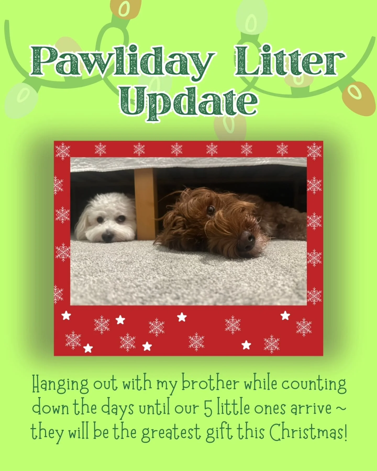 PAWLIDAY LITTER UPDATE
Sunny is growing and growing, and we can feel those little pups moving around in there .  They're ust waiting to come out to meet the world!

Follow for mommy and puppy updates!

#puppyseason #happypawlidays #AustralianLabradoo