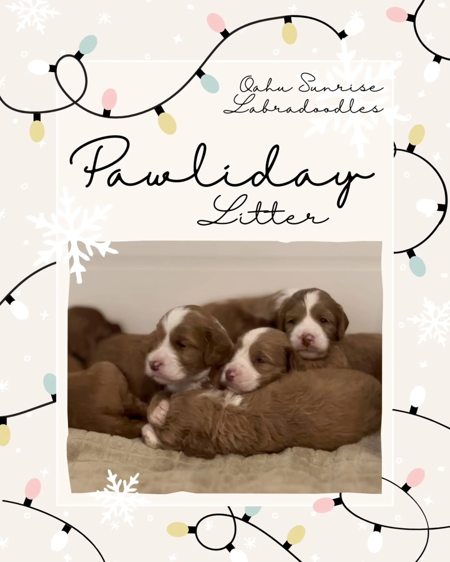 PAWLIDAY LITTER UPDATE
We can't believe these pups are already 3 weeks old!
They are all right on track with their milestones - recently completed days 3-16 of ENS (Early Neurological Stimulation), and are entering their socialization period where th