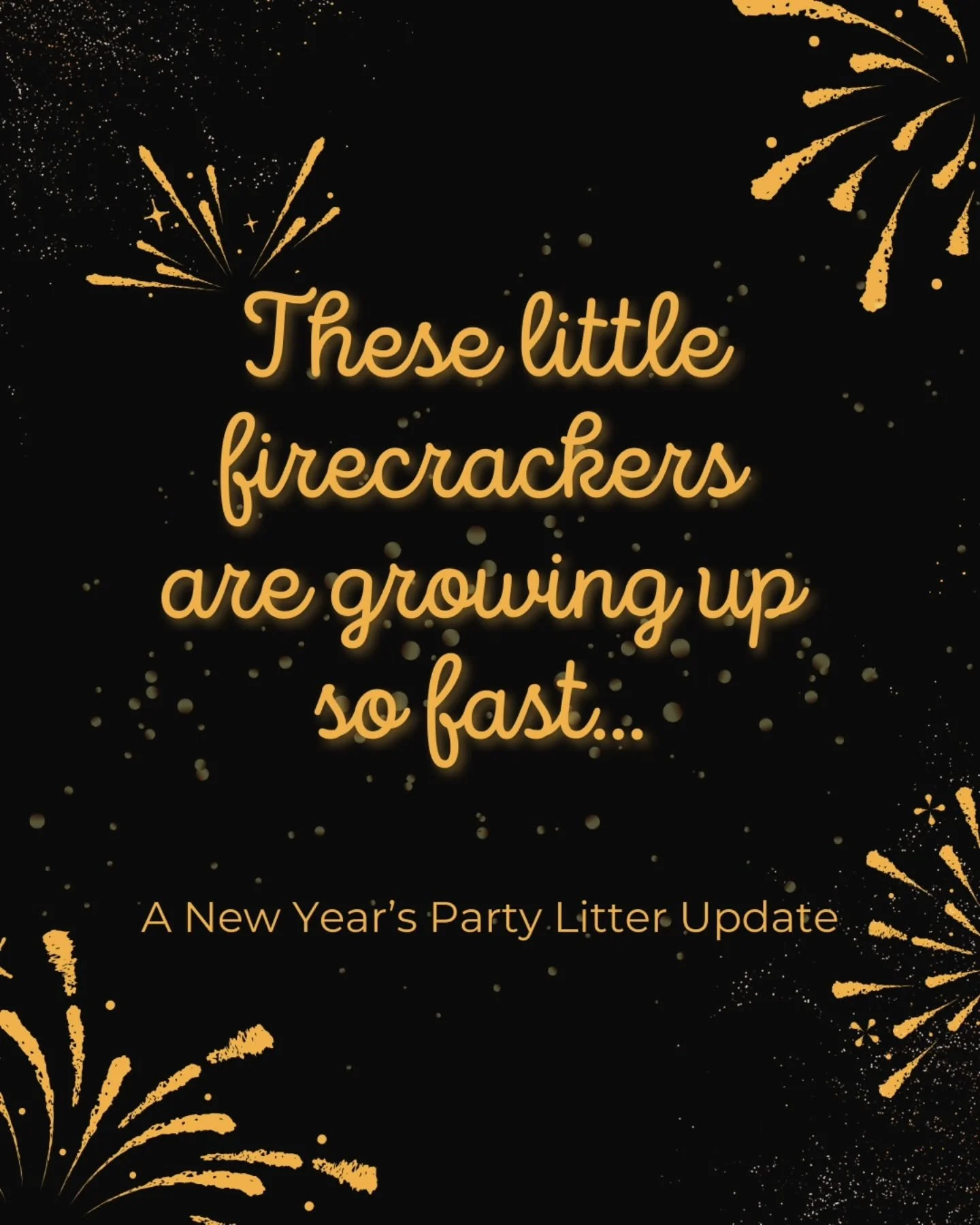 NEW YEAR'S PARTY LITTER UPDATE
Lilo and her pups are doing well with all of the puppies growing fast! They are hungry little guys! 

They are so wiggly as they get comfortable with their growing and changing bodies....More individual photos coming so