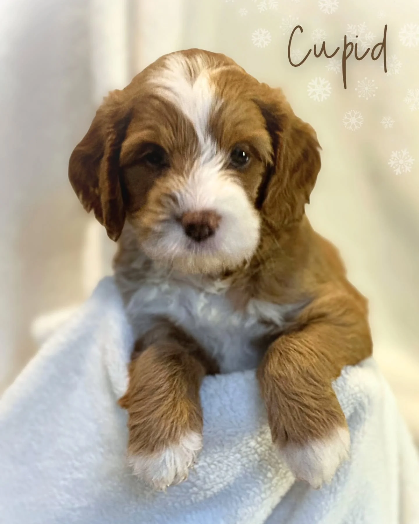 PAWLIDAY LITTER ❄️

Every puppy has a story....their stories are just beginning.

Follow us to stay updated, or visit our official website.
www.oahusunriselabradoodles.com

#miniaustralianlabradoodle #australianlabradoole #labradoodlepuppies #hawaiip