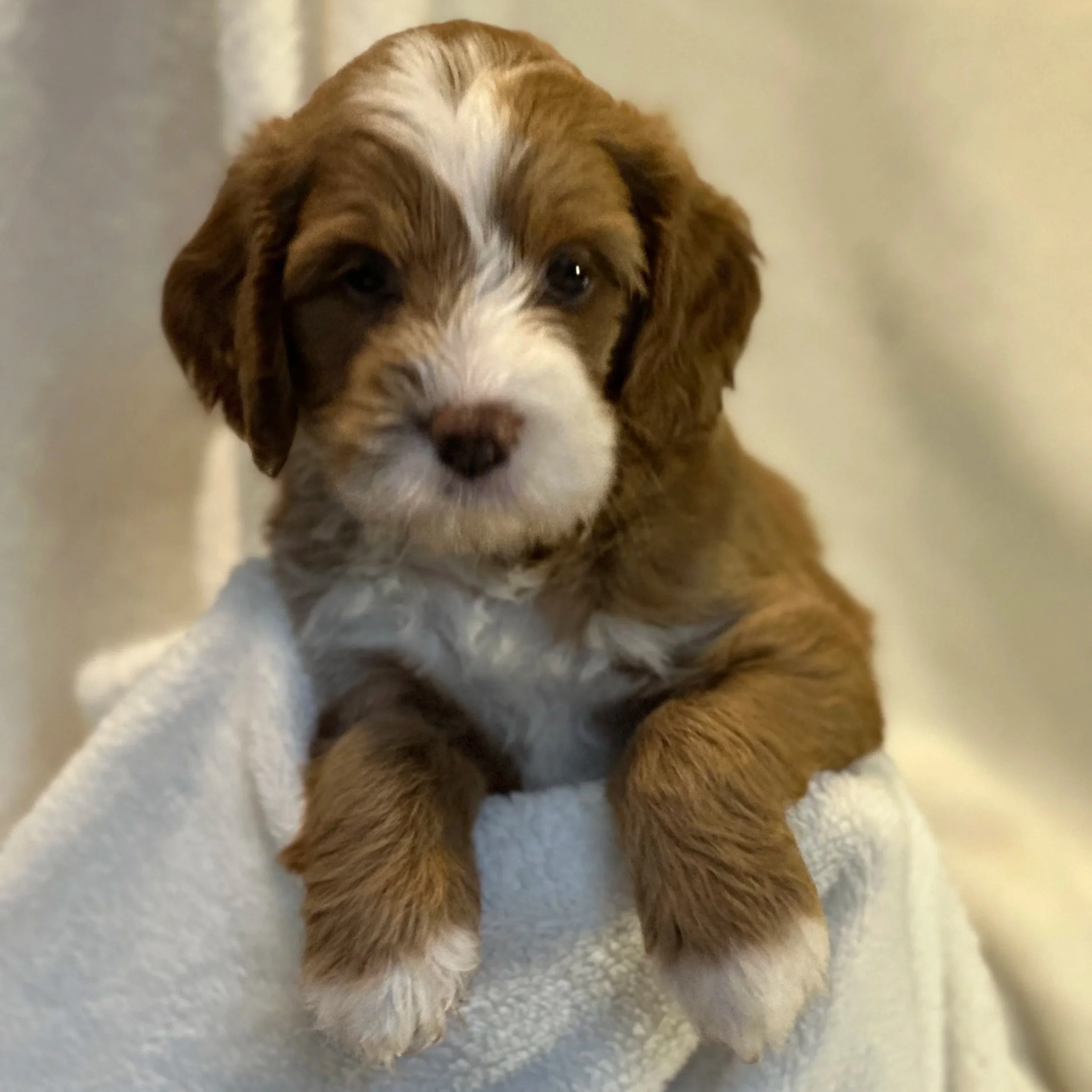 Sunny+Cupid+5+weeks.jpg