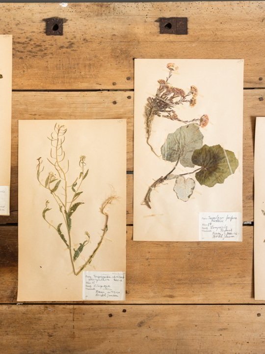 Antique Botanicals

$115/ea