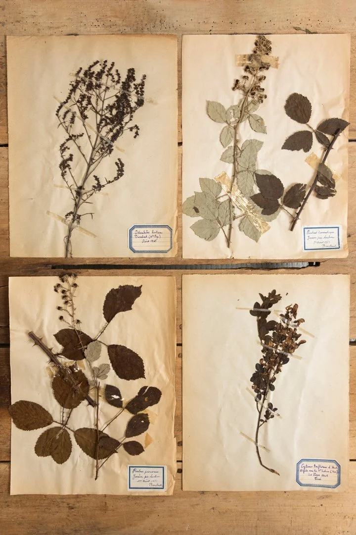 Antique Botanicals

From old French school house
$138/ea
