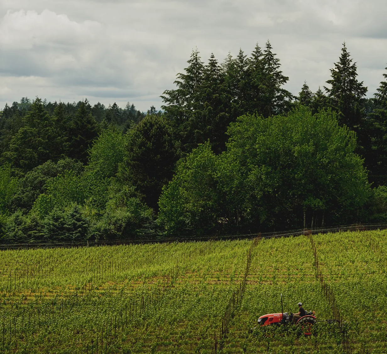 A person driving a red tractor through a vineyard with green vines, black power lines, and a backdrop of dense trees and a cloudy sky.