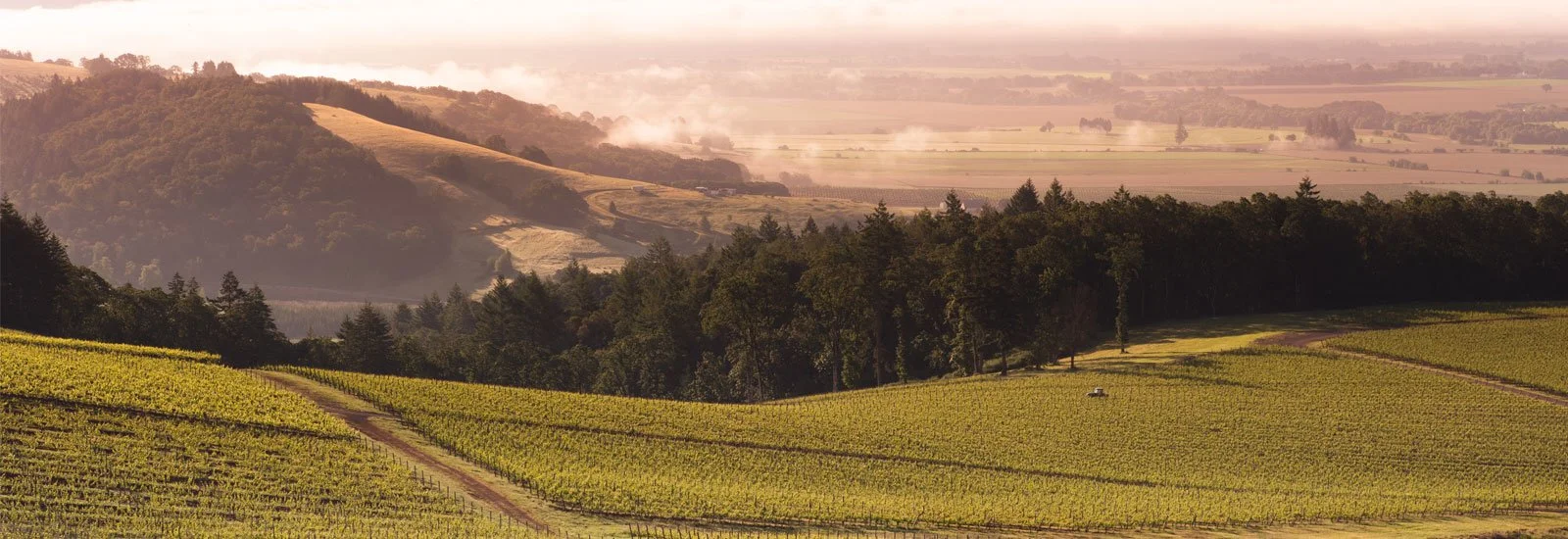 Rolling hills and vineyards in a rural landscape during sunset