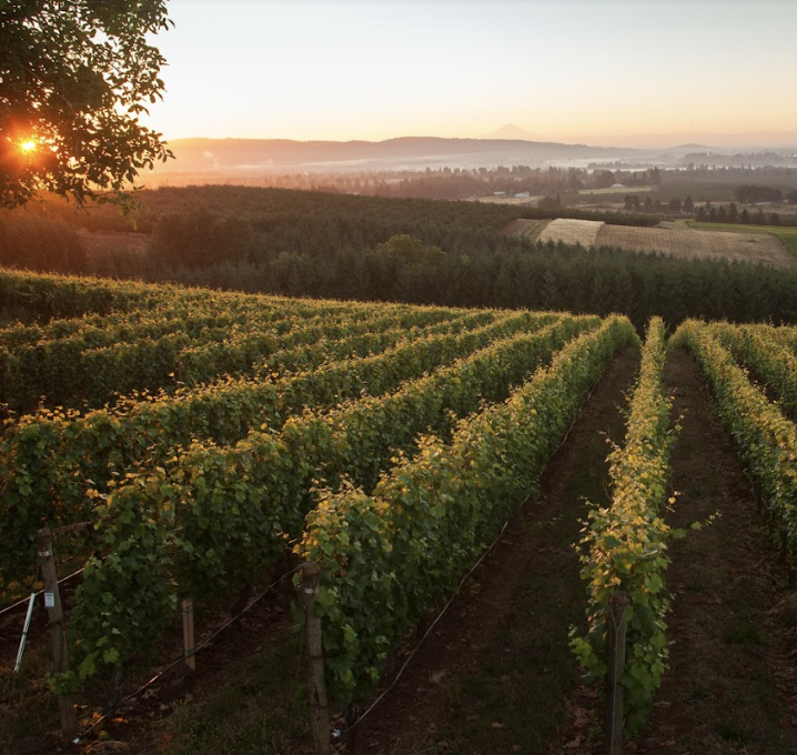 Rows of grapevines in a vineyard during sunset with rolling hills and trees in the background.