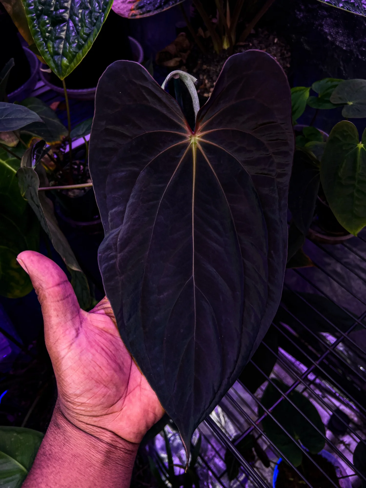 Anthurium Ralph Lynam / アンスリウム・ラルフ・リナム Anthurium Ralph Lynam / アンスリウム・ラルフ・リナム