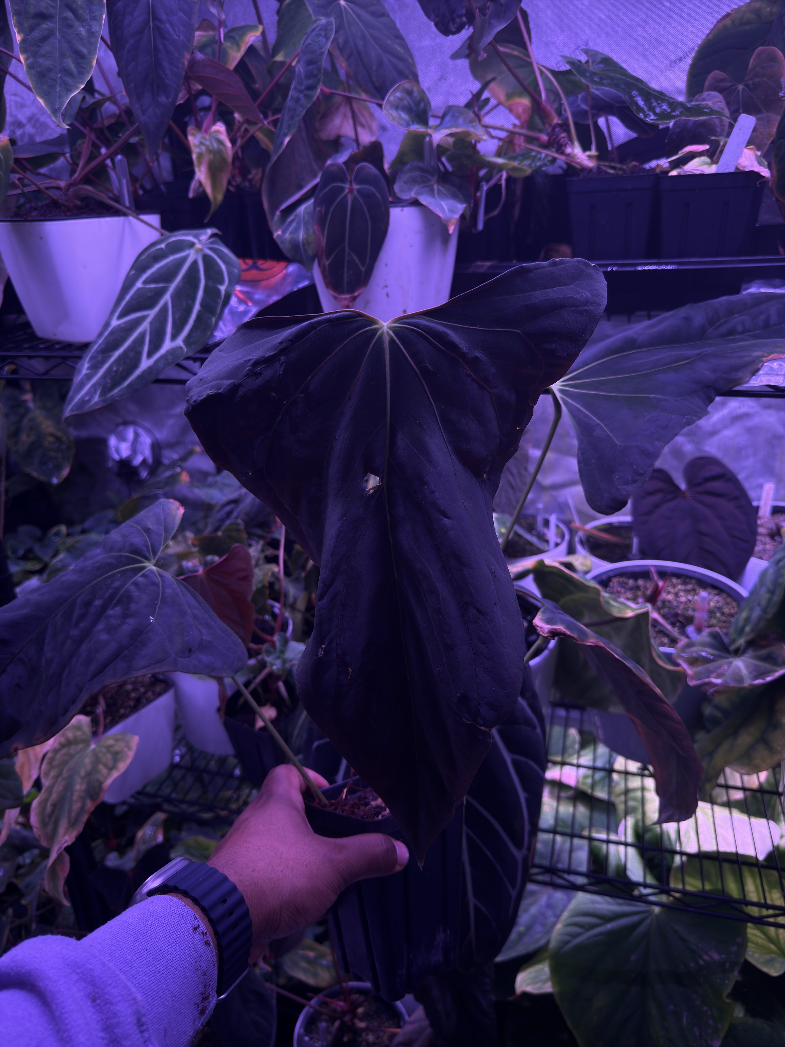 Anthurium papillilaminum ‘Ft. Sherman’ x ‘Ralph Lynam’
