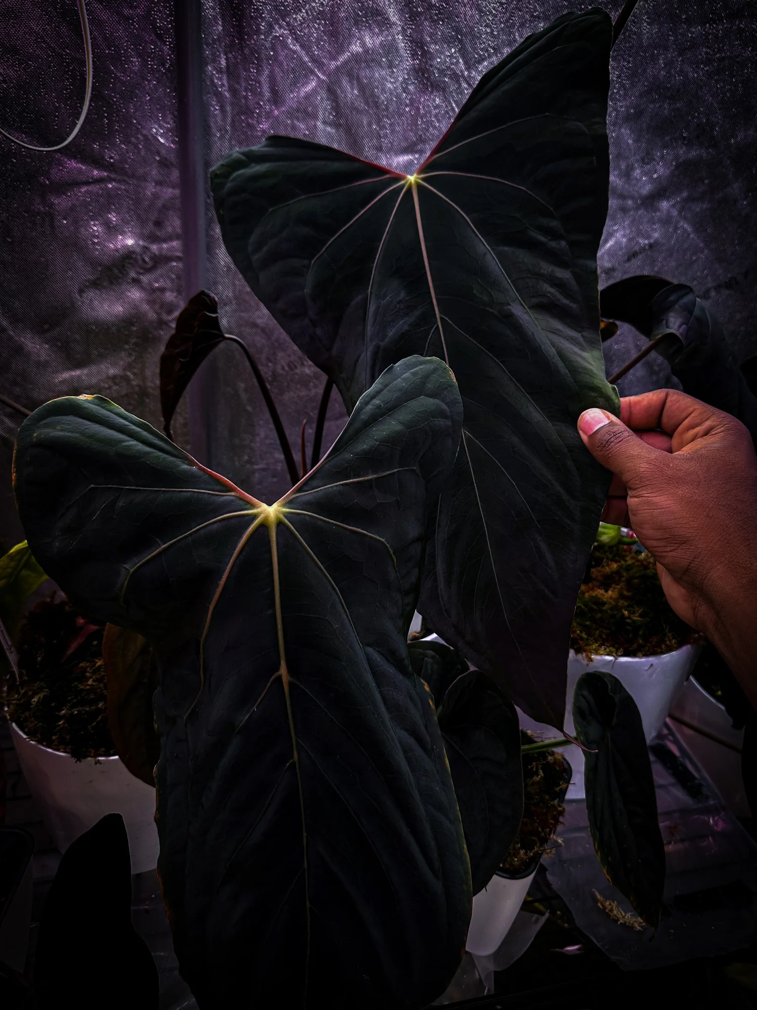 ハ*ロ様 Anthurium papi Ralph Lynam × Ft.She FLOWERING A. Papillilaminum no8 x (Pap. Fort Sherman x Ralph