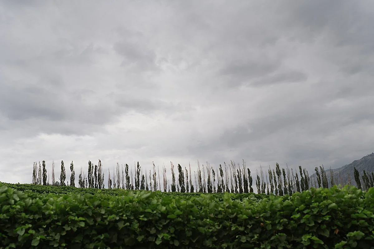 view of monte creek winery