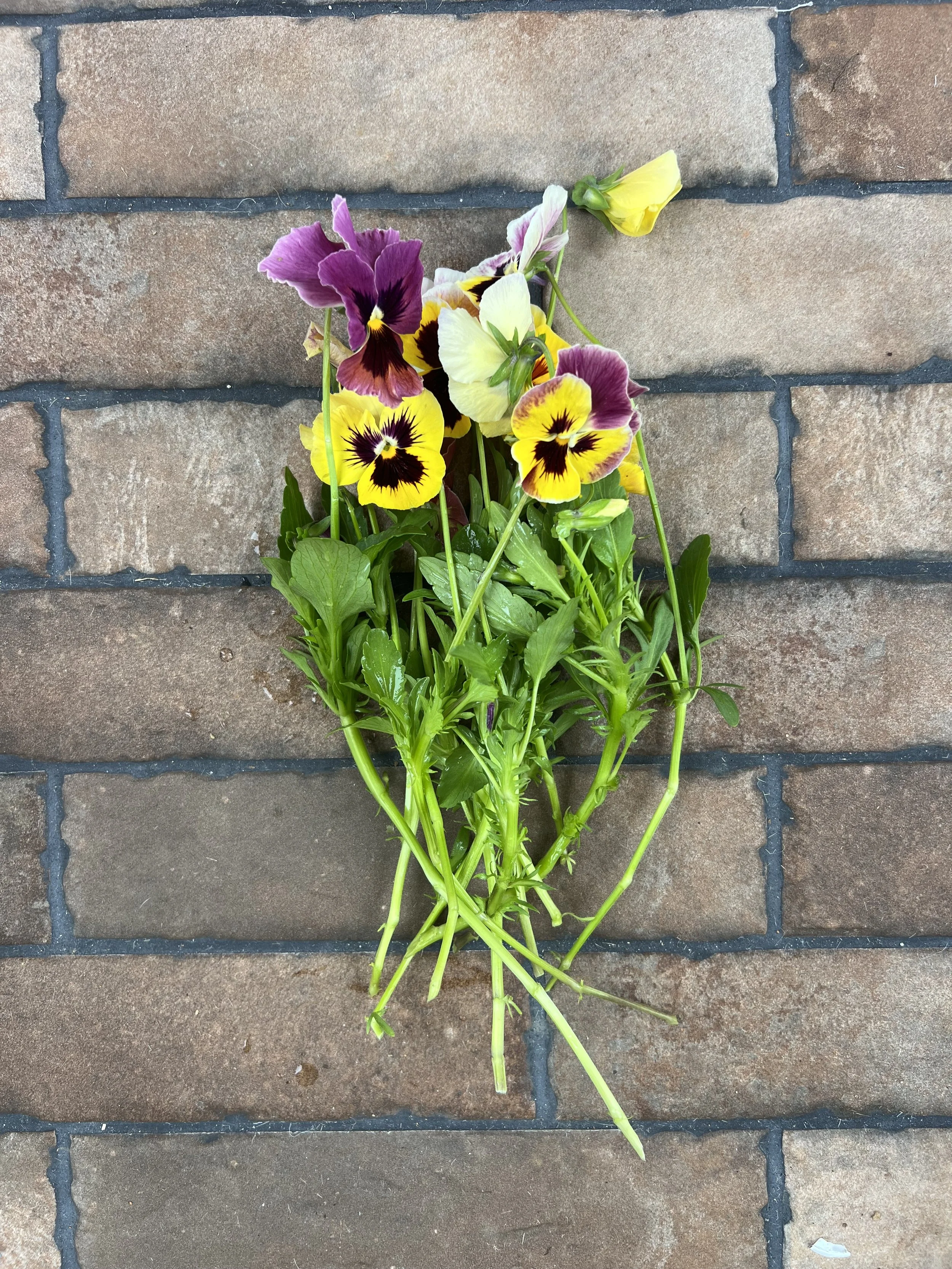 Pansy Aalsmeer King