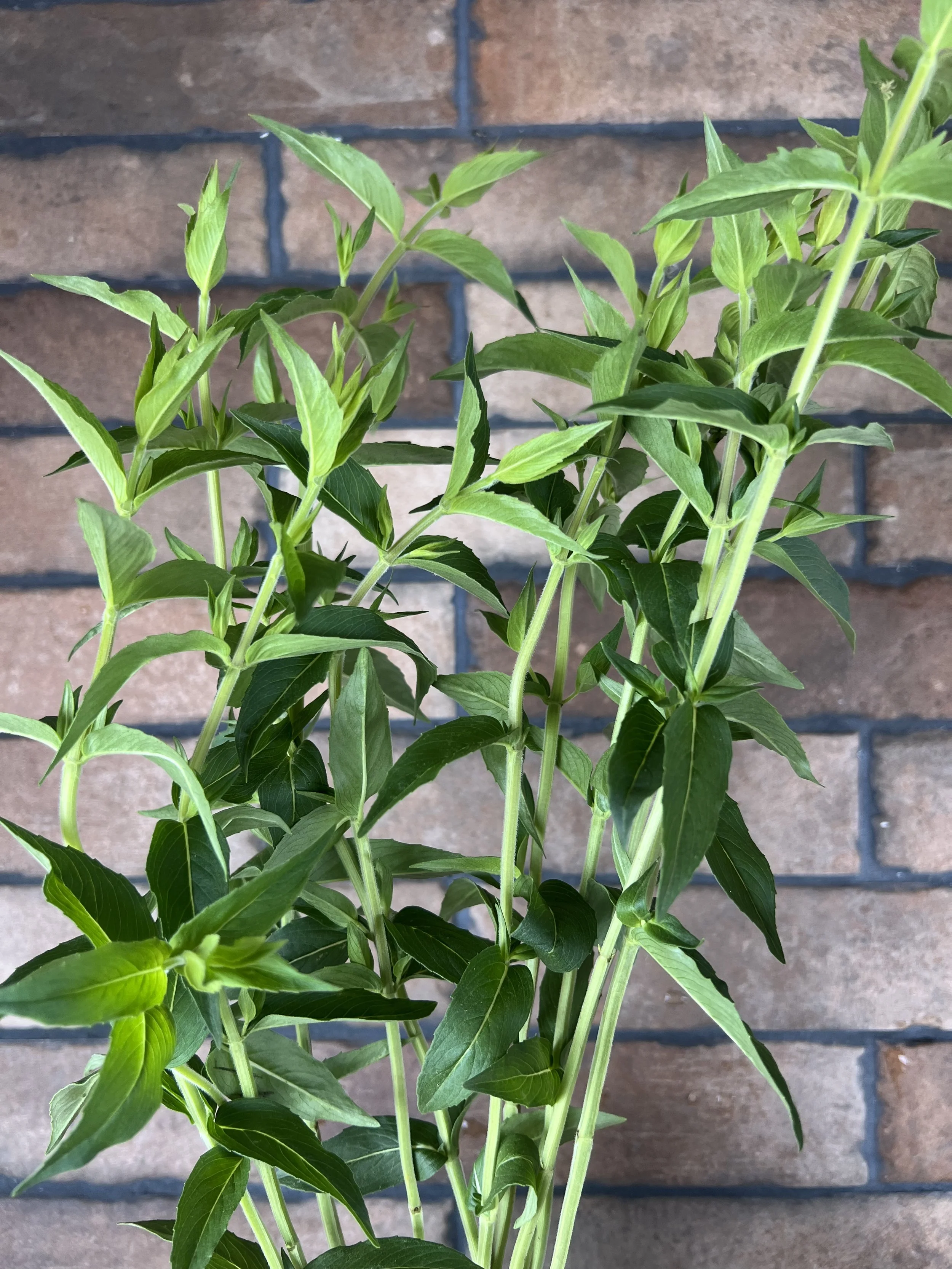 Mountain Mint Non Flowering