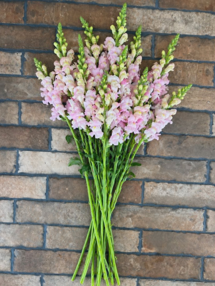 Snapdragon Potomac Appleblossom