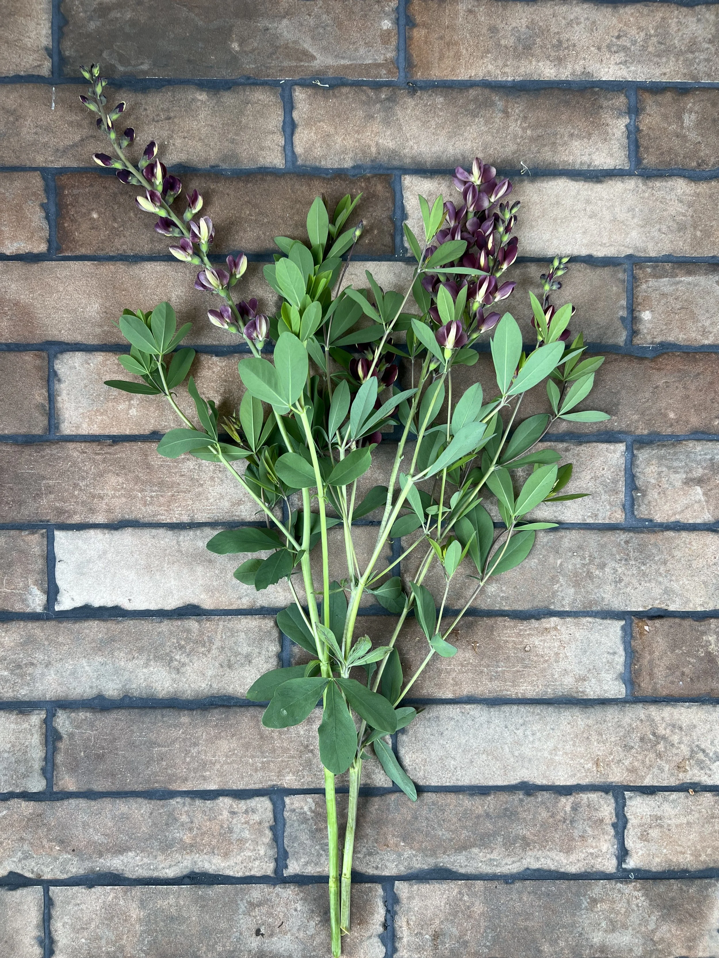 Baptisia Grape Escape