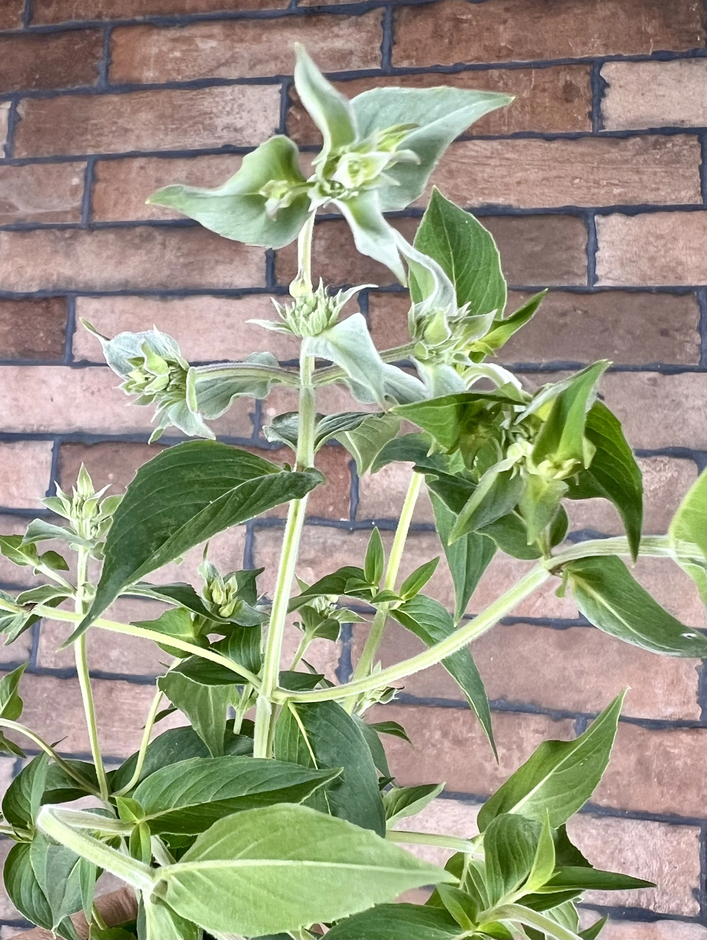 Flowering Narrow-leaf Mountain Mint