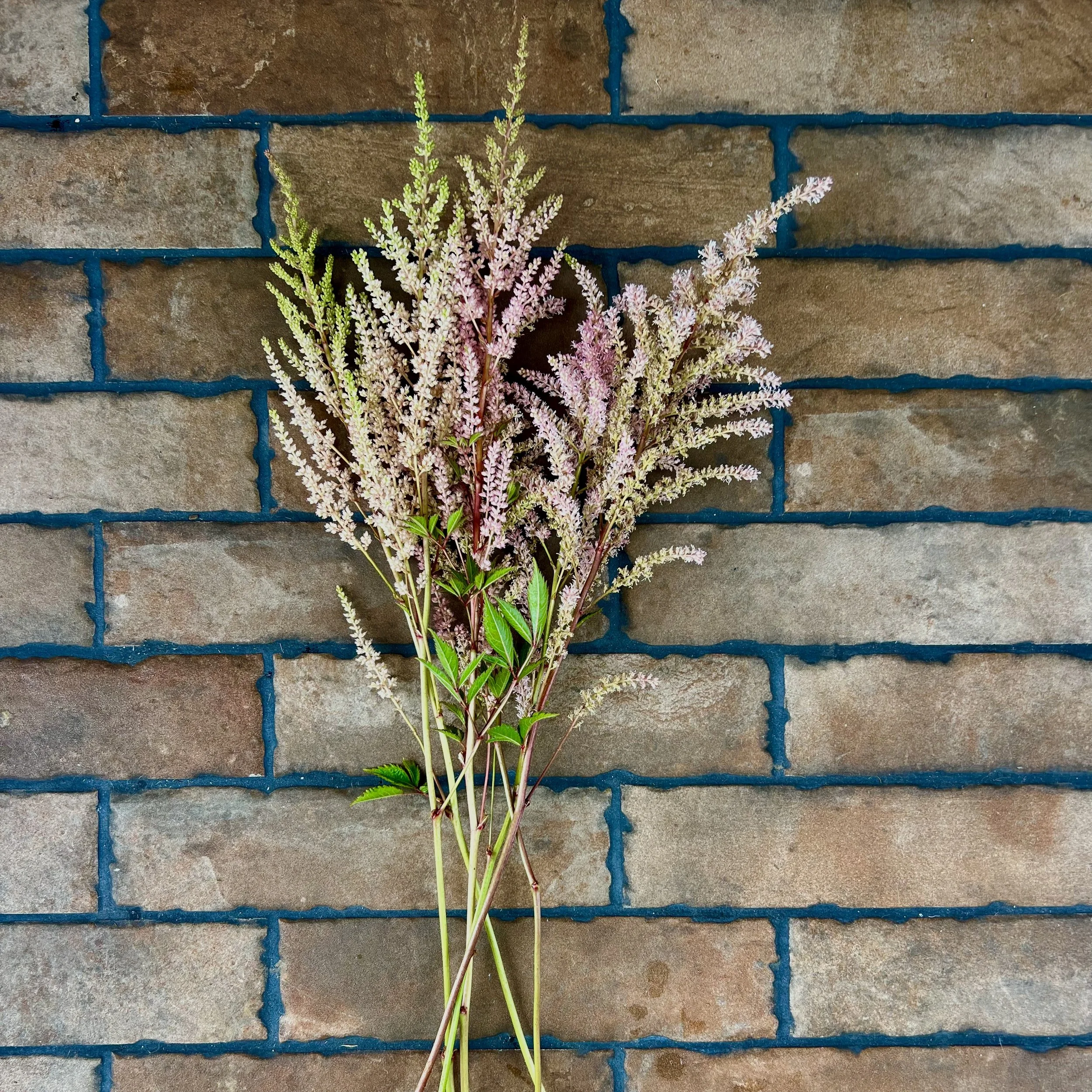 Light Pink Astilbe