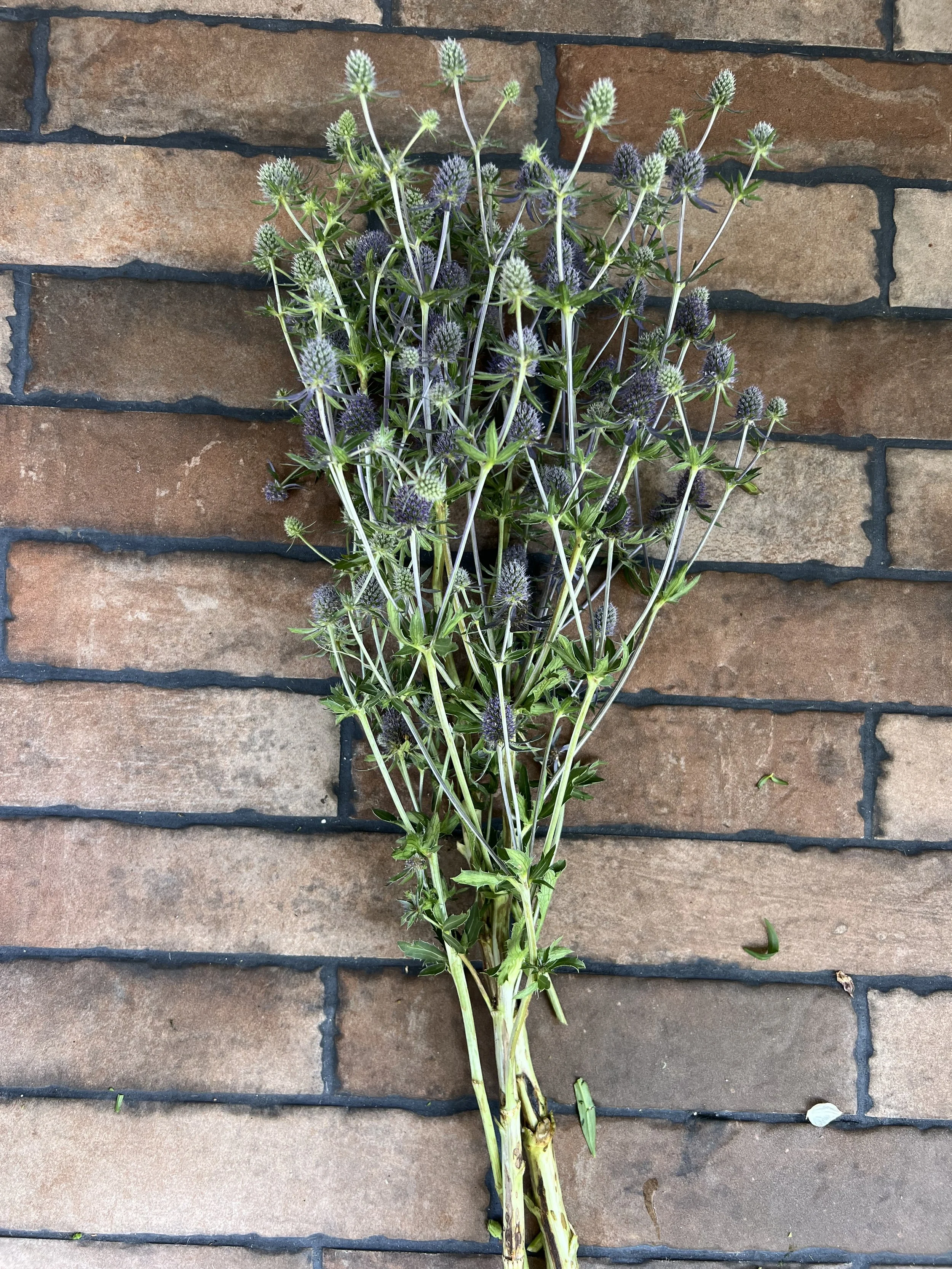 Blue Glitter Eryngium