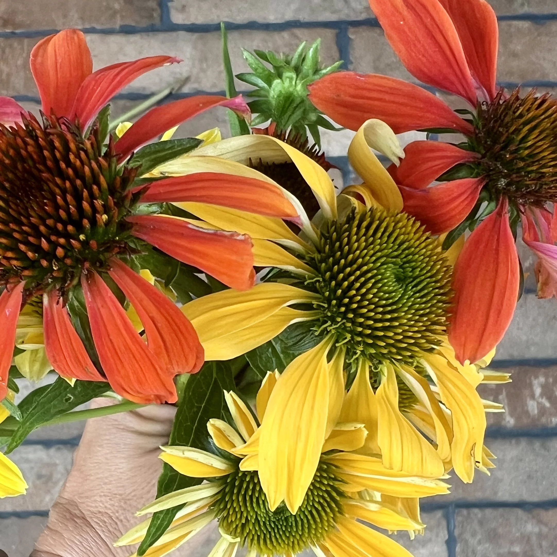 Summer Blend Echinacea 