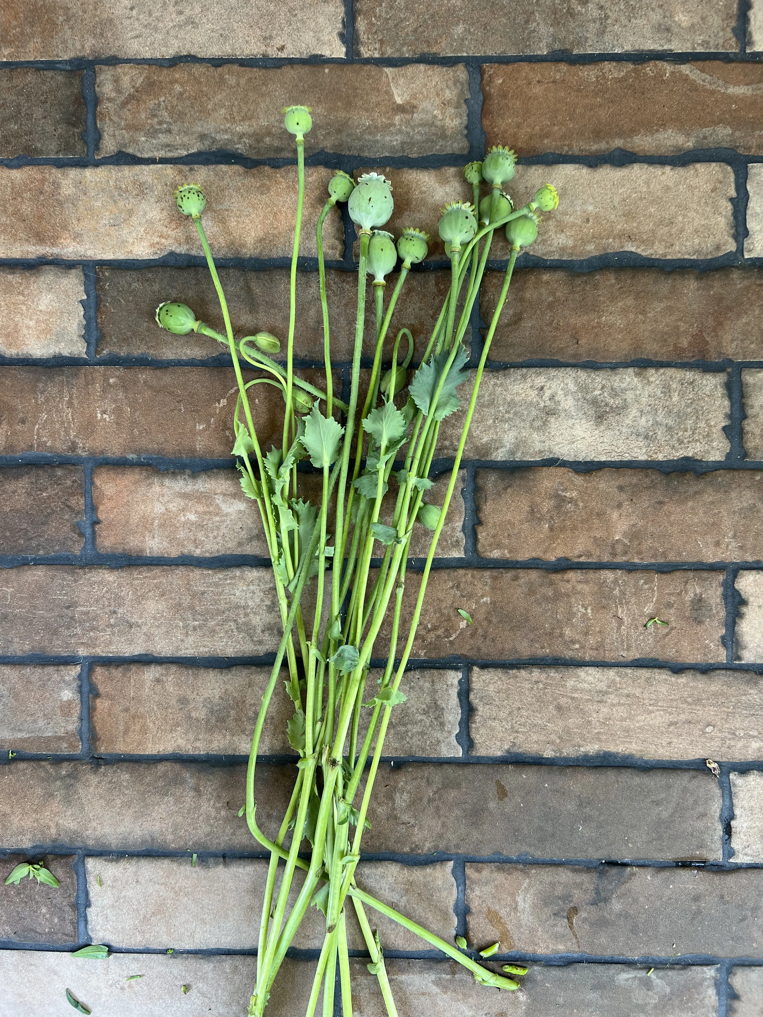 Breadseed Poppy Heads