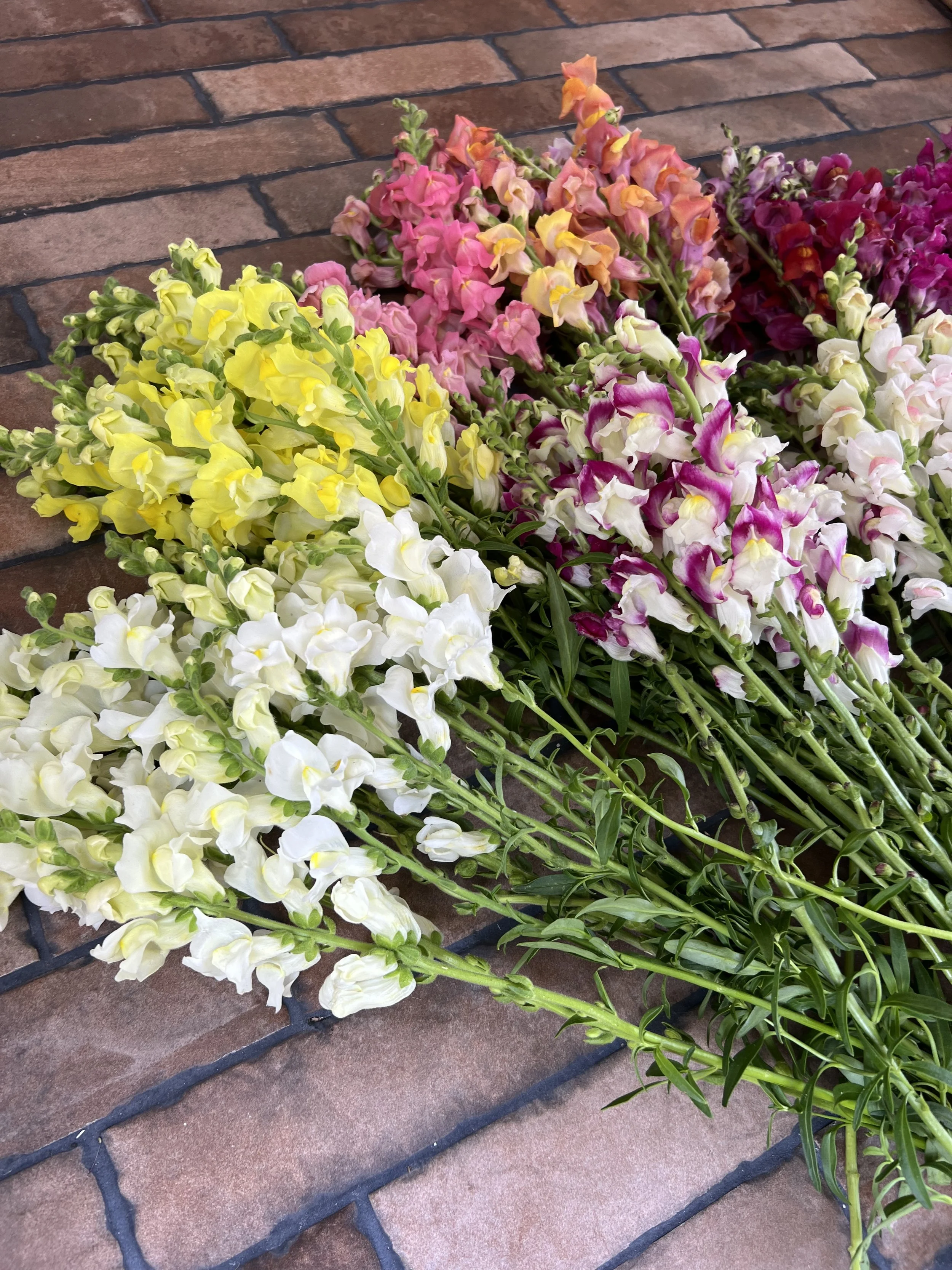 Snapdragon Mix