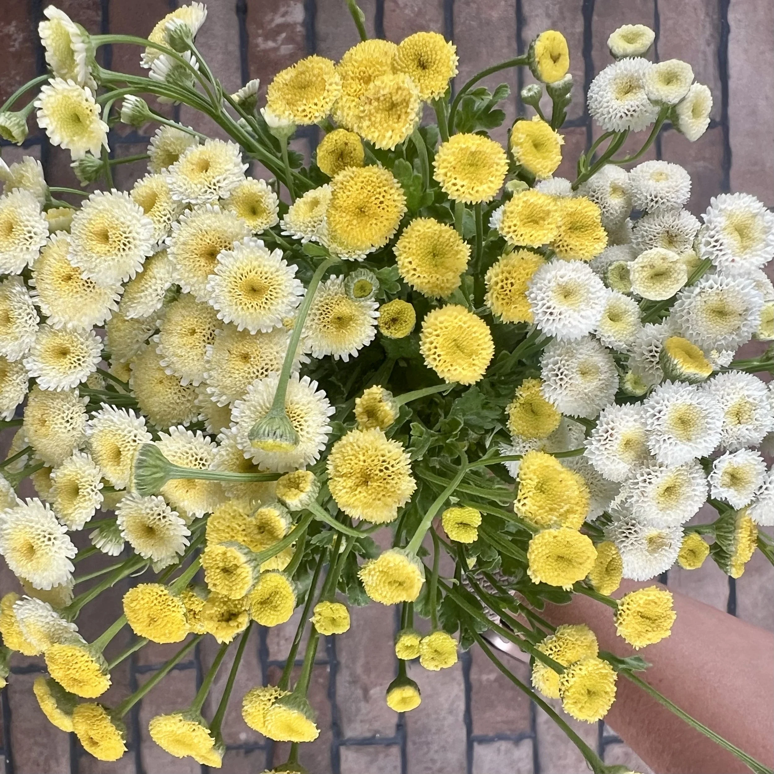 Feverfew