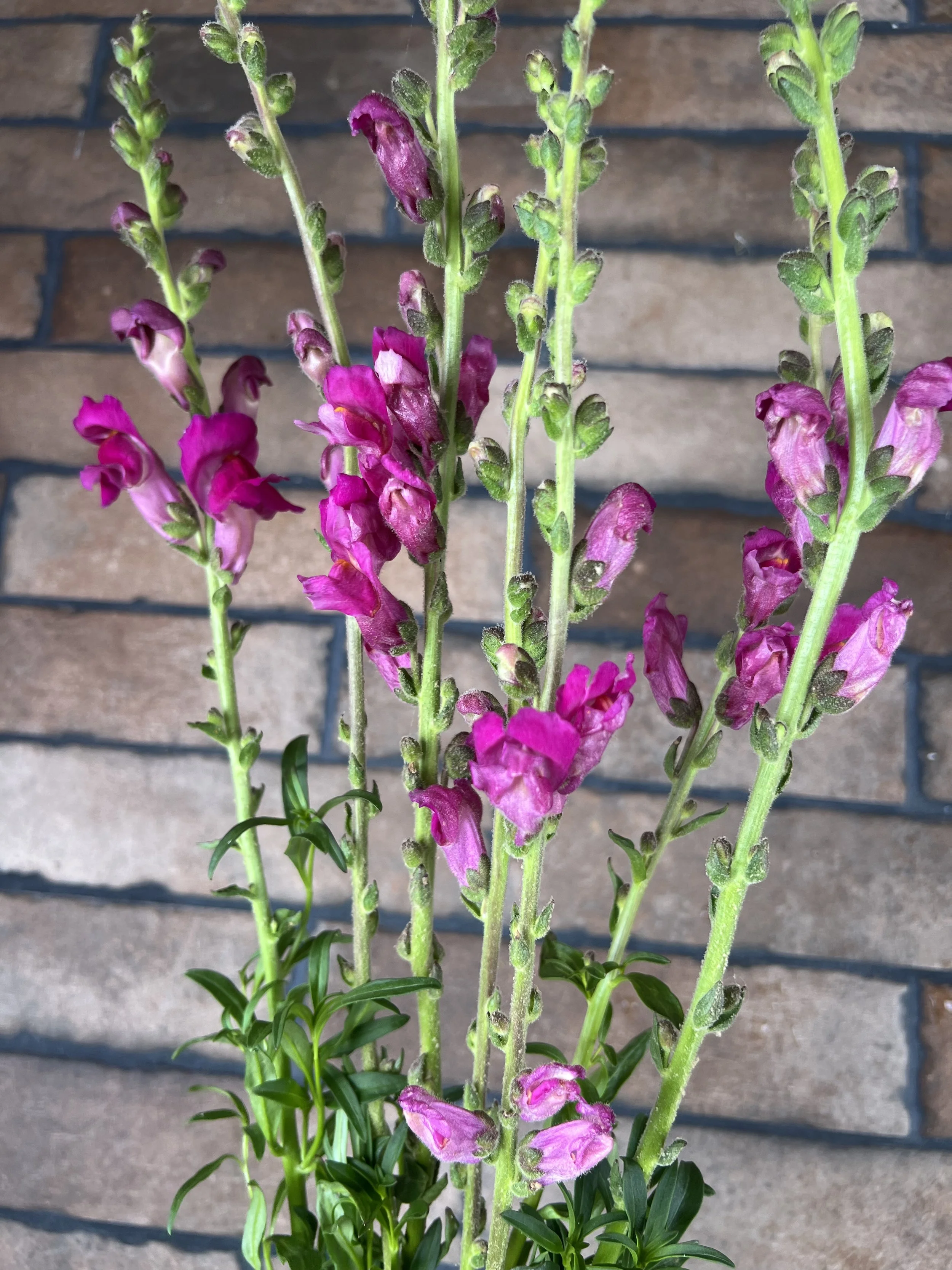 Snapdragon Purple