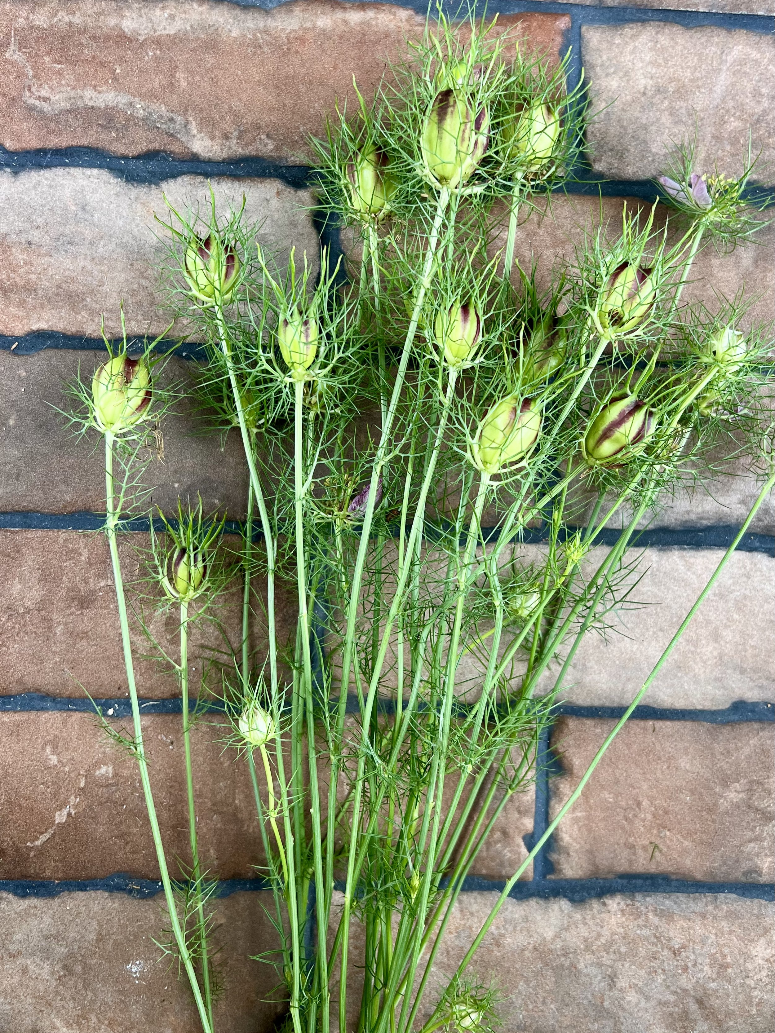 Nigella Pods