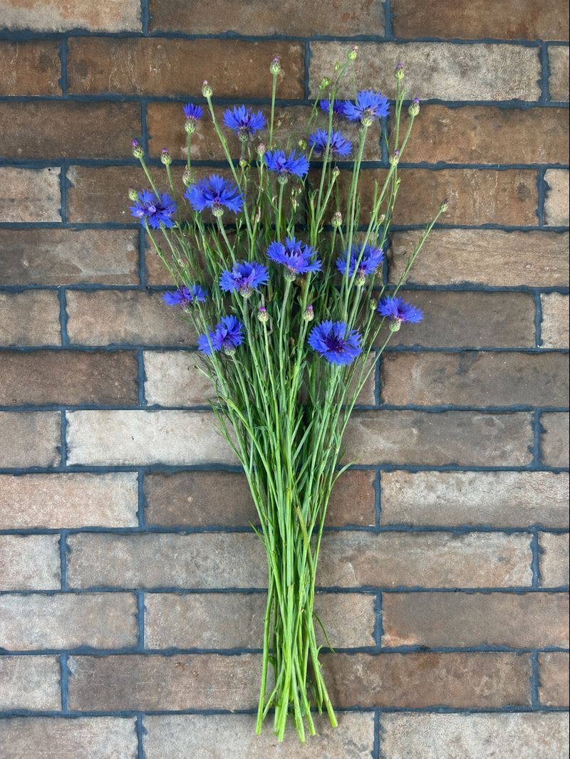 Bachelor Buttons Classic Blue