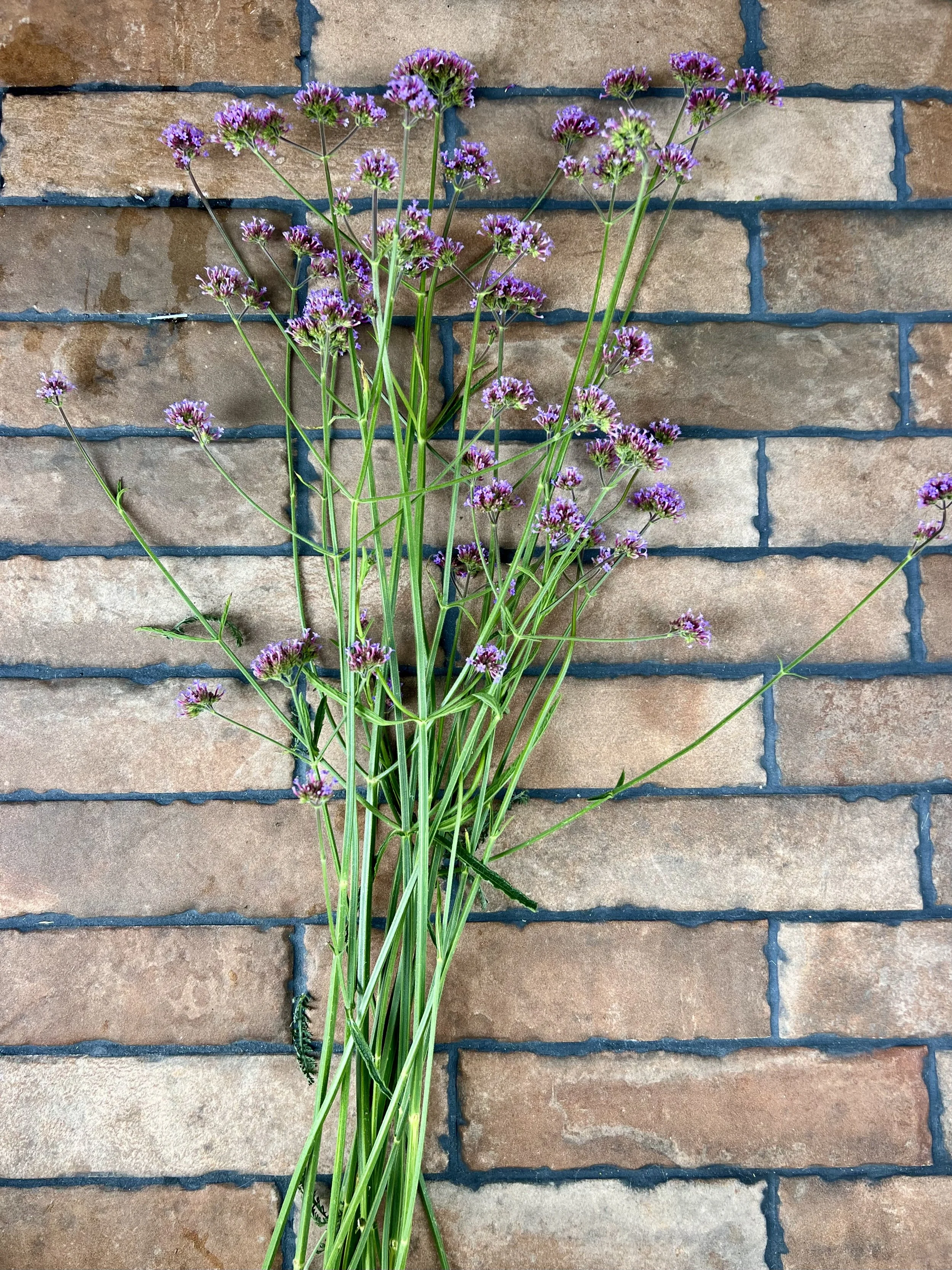 Verbena