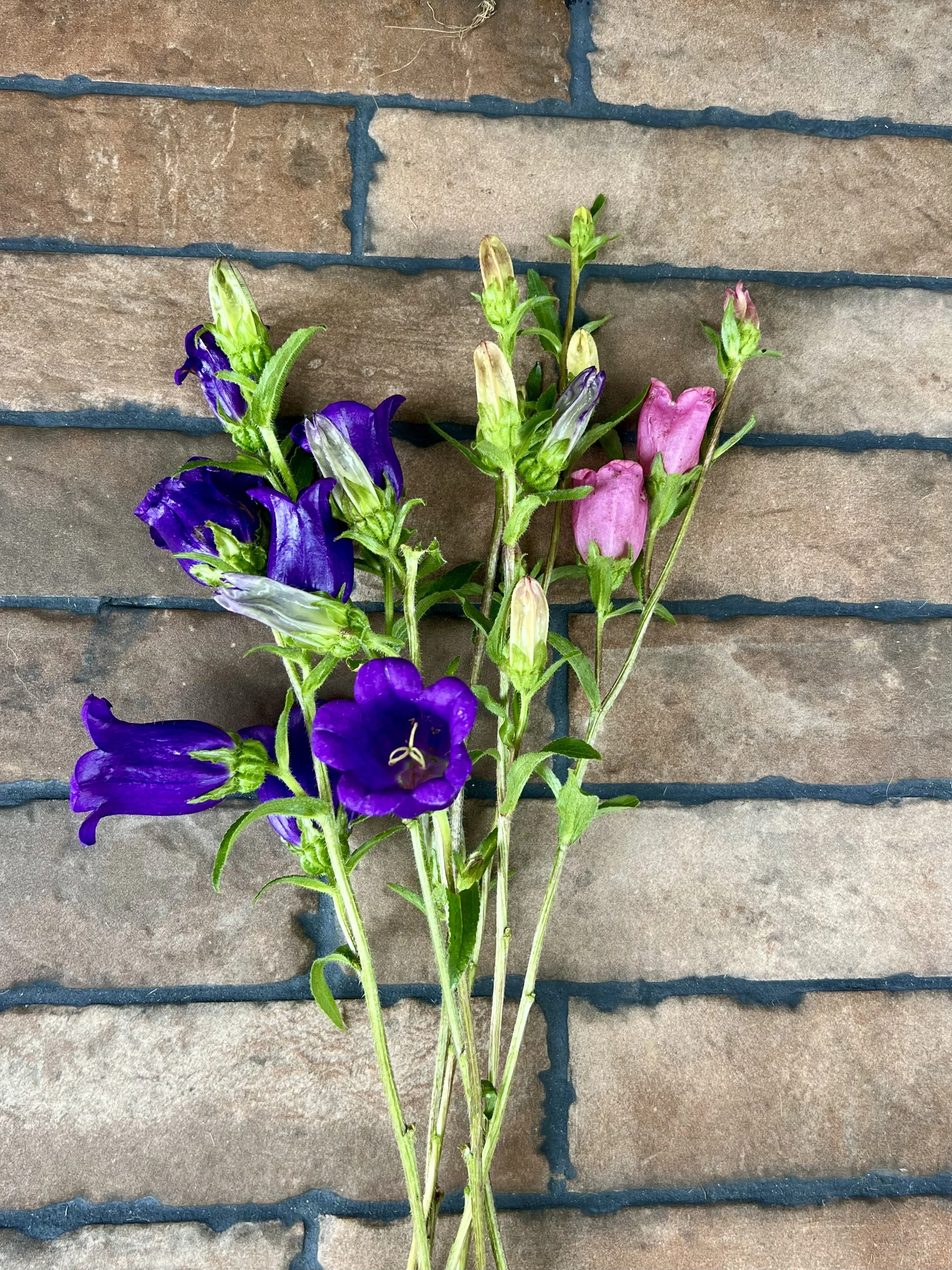 Purple and Pink Campanula 