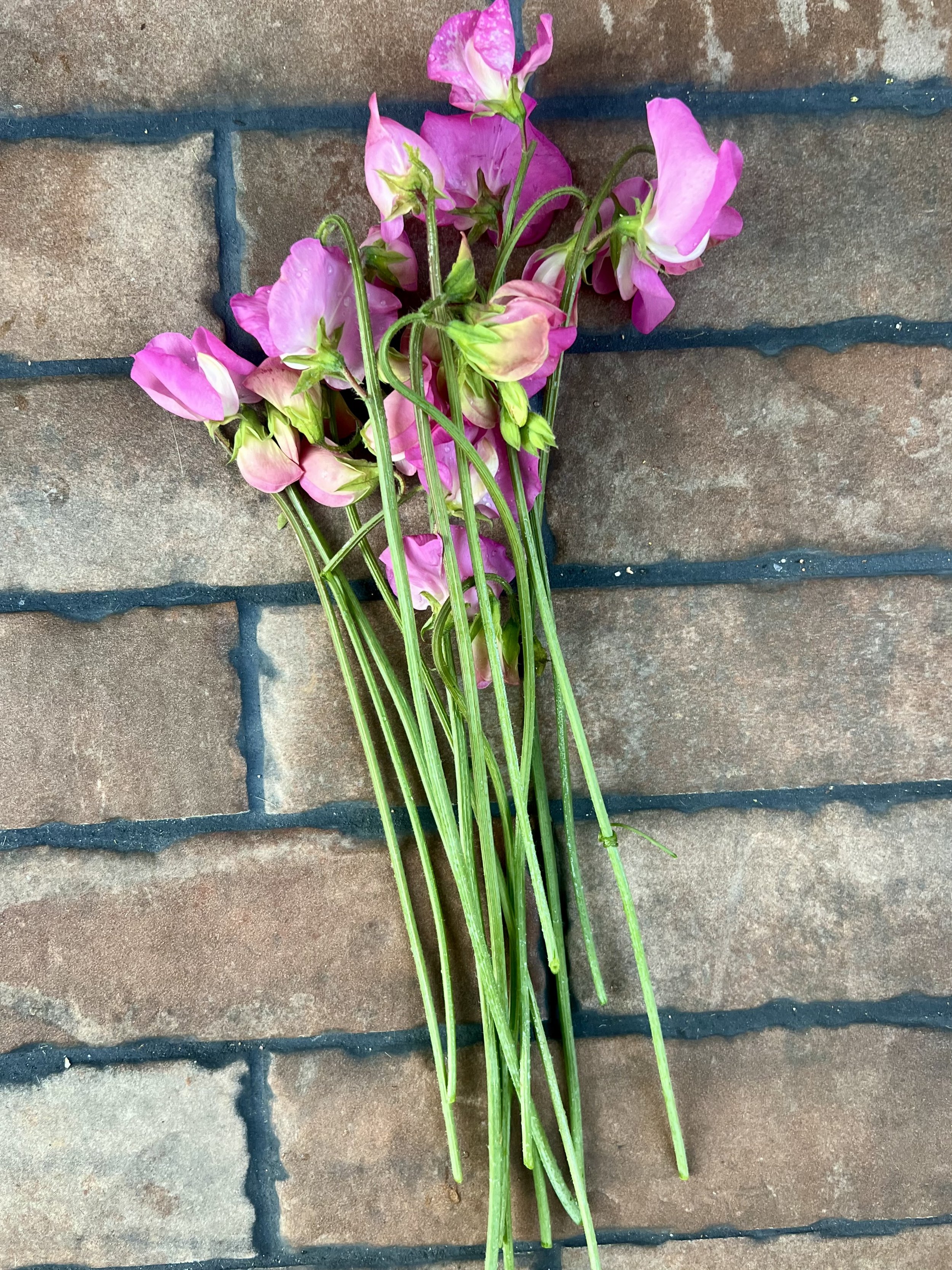 Pink Sweet Pea