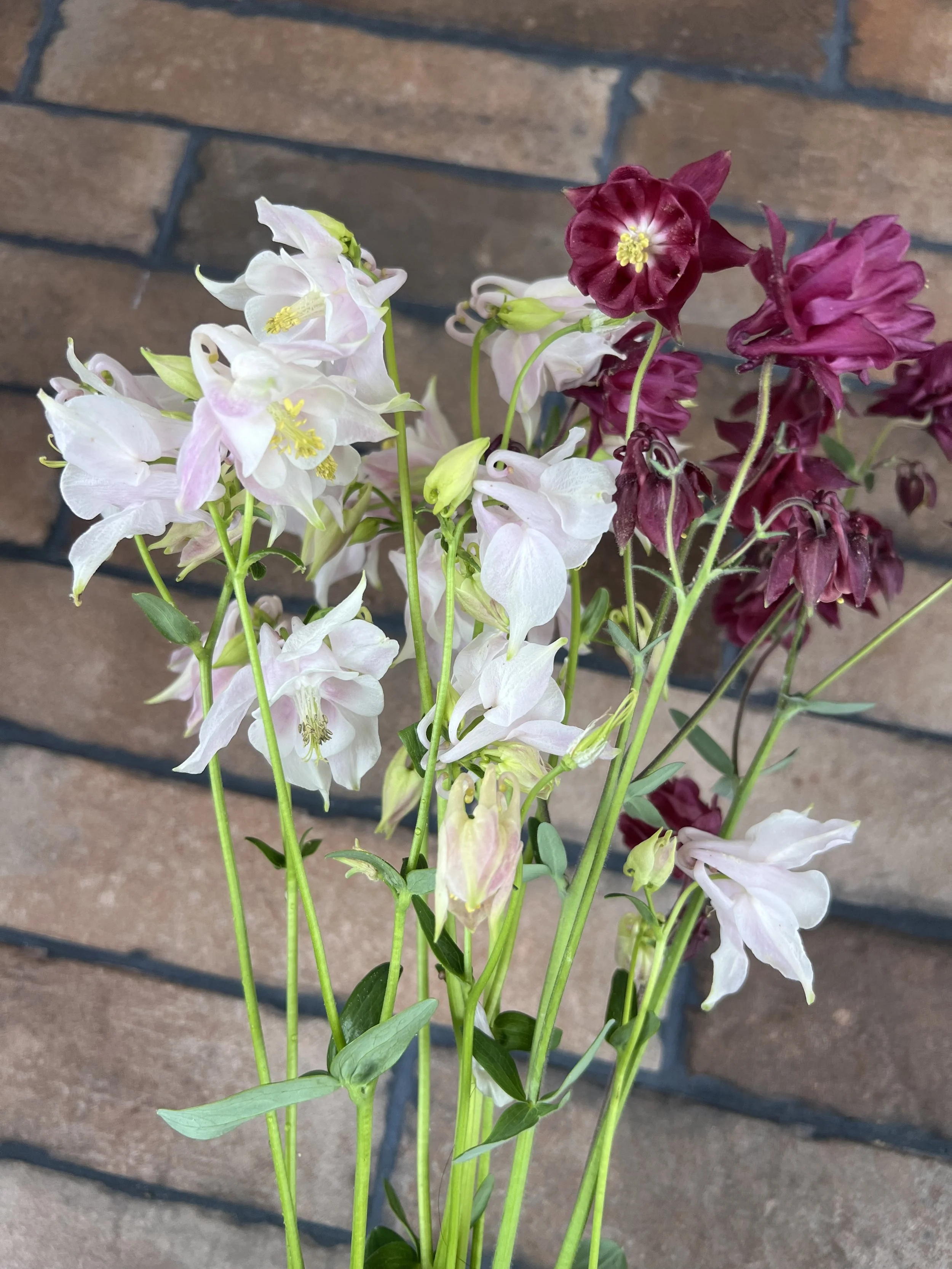 Columbine Tall McKana