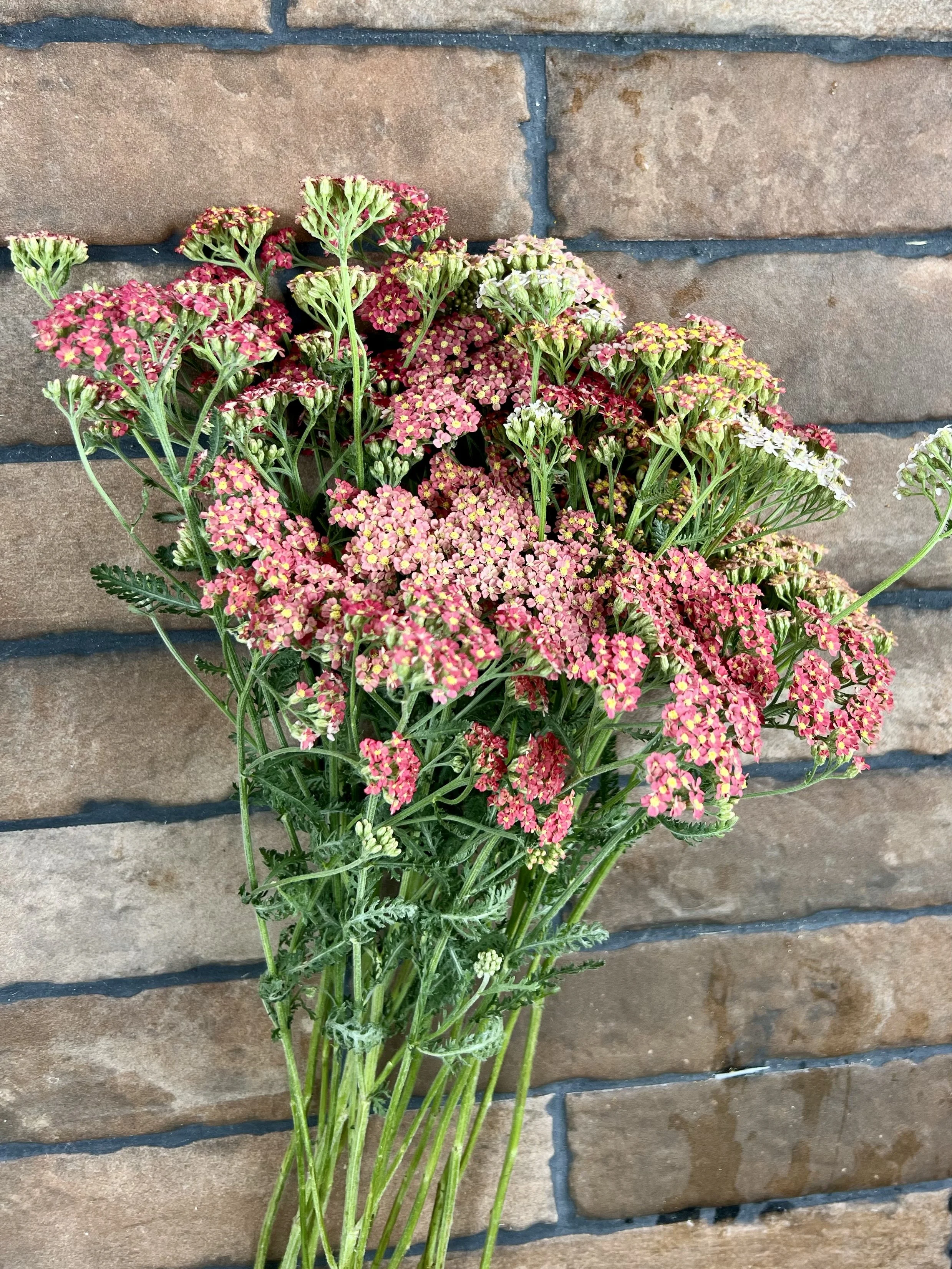 Summer Pastels Yarrow