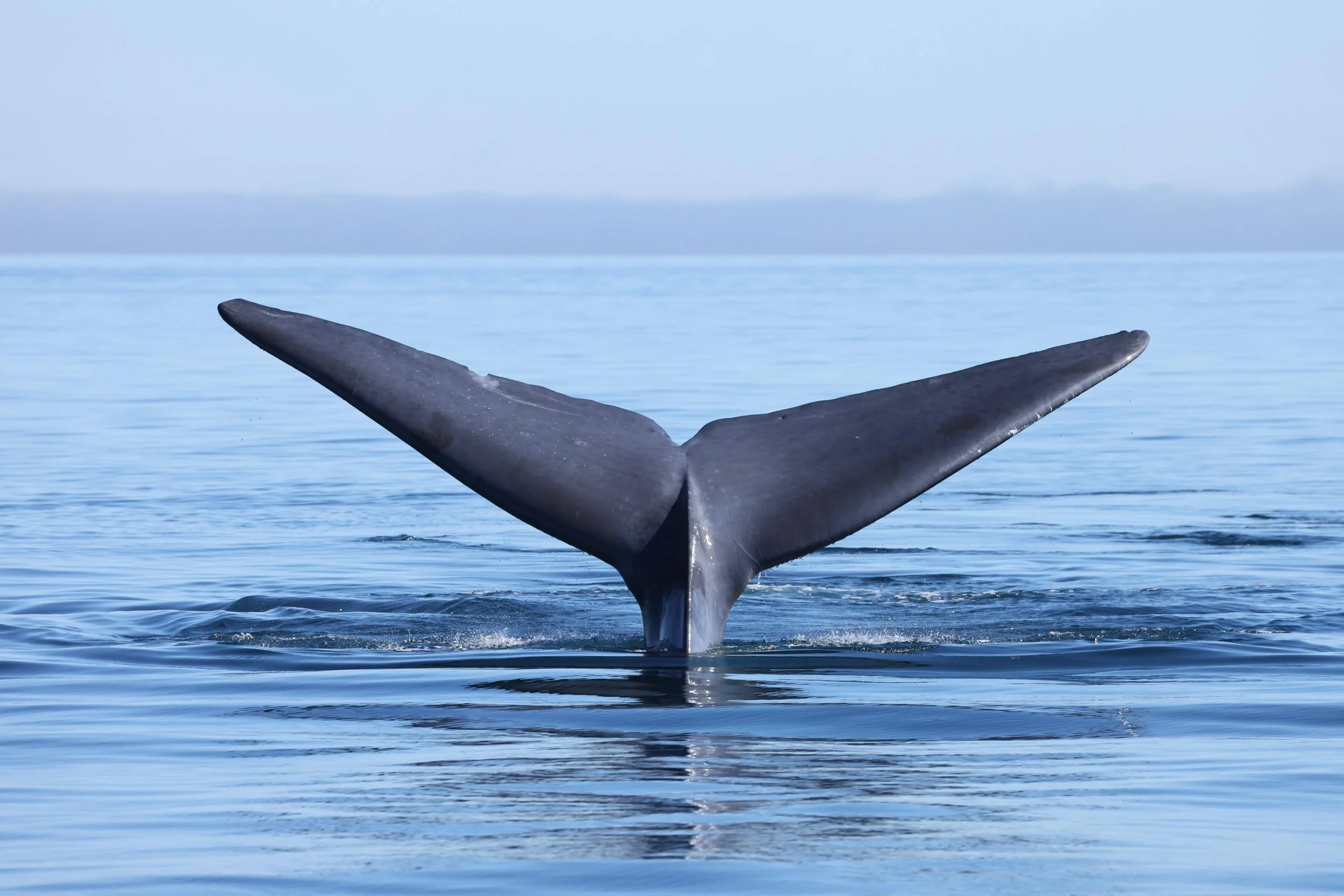Passive whale watching in Loreto is rooted in science, conservation, and ethical wildlife observation