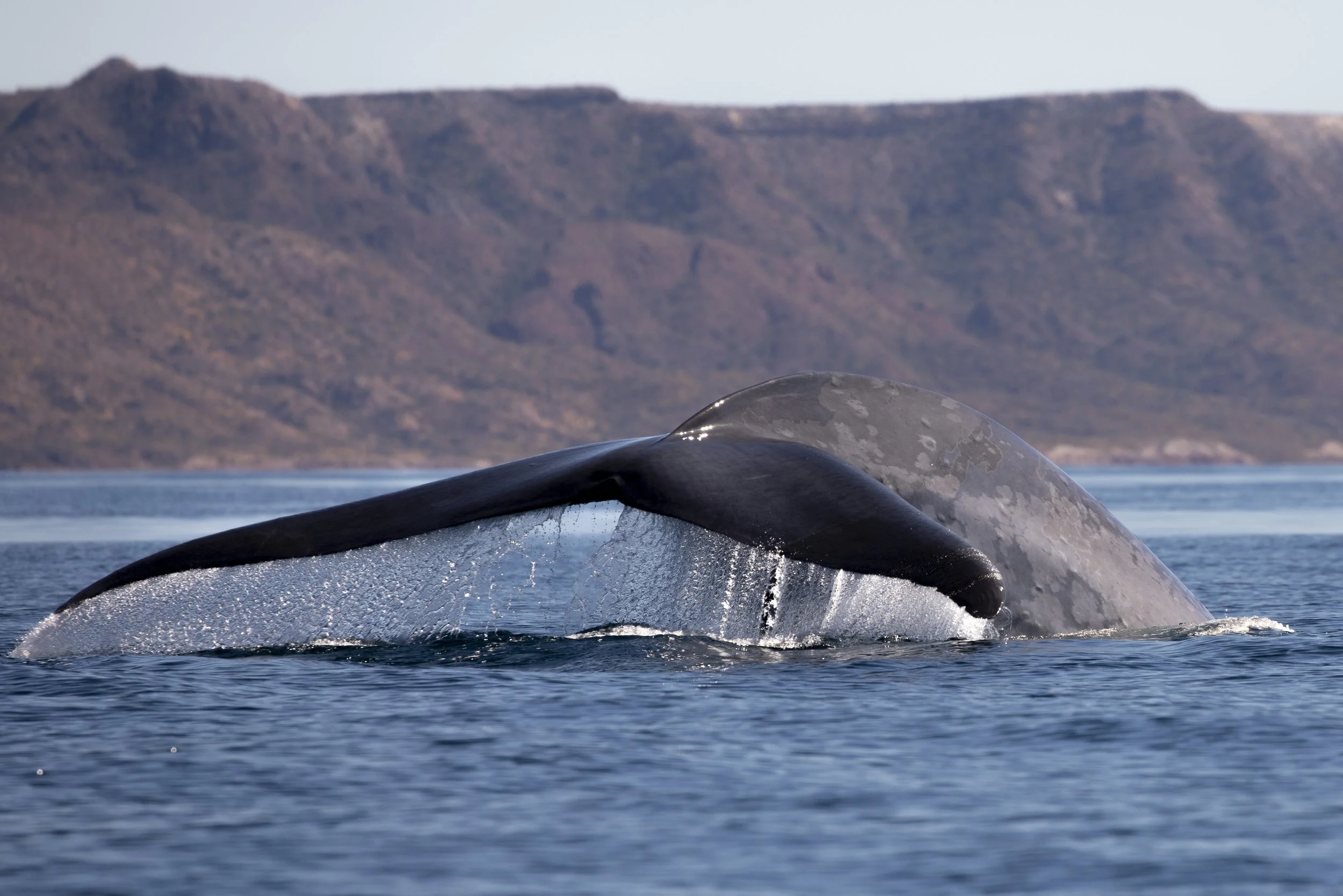 baja safari - whale watching 2.JPG
