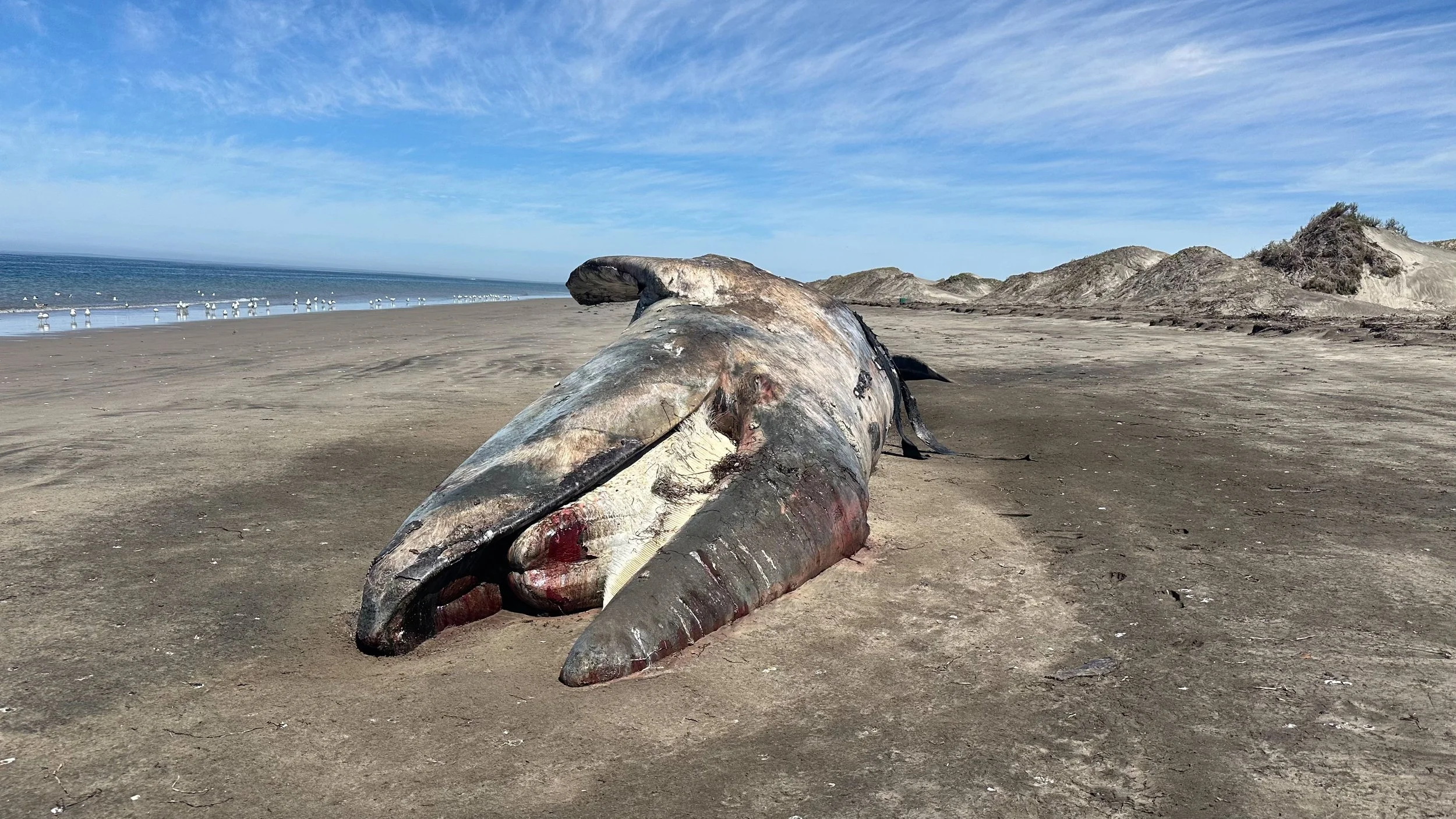 gray whale deaths .JPEG
