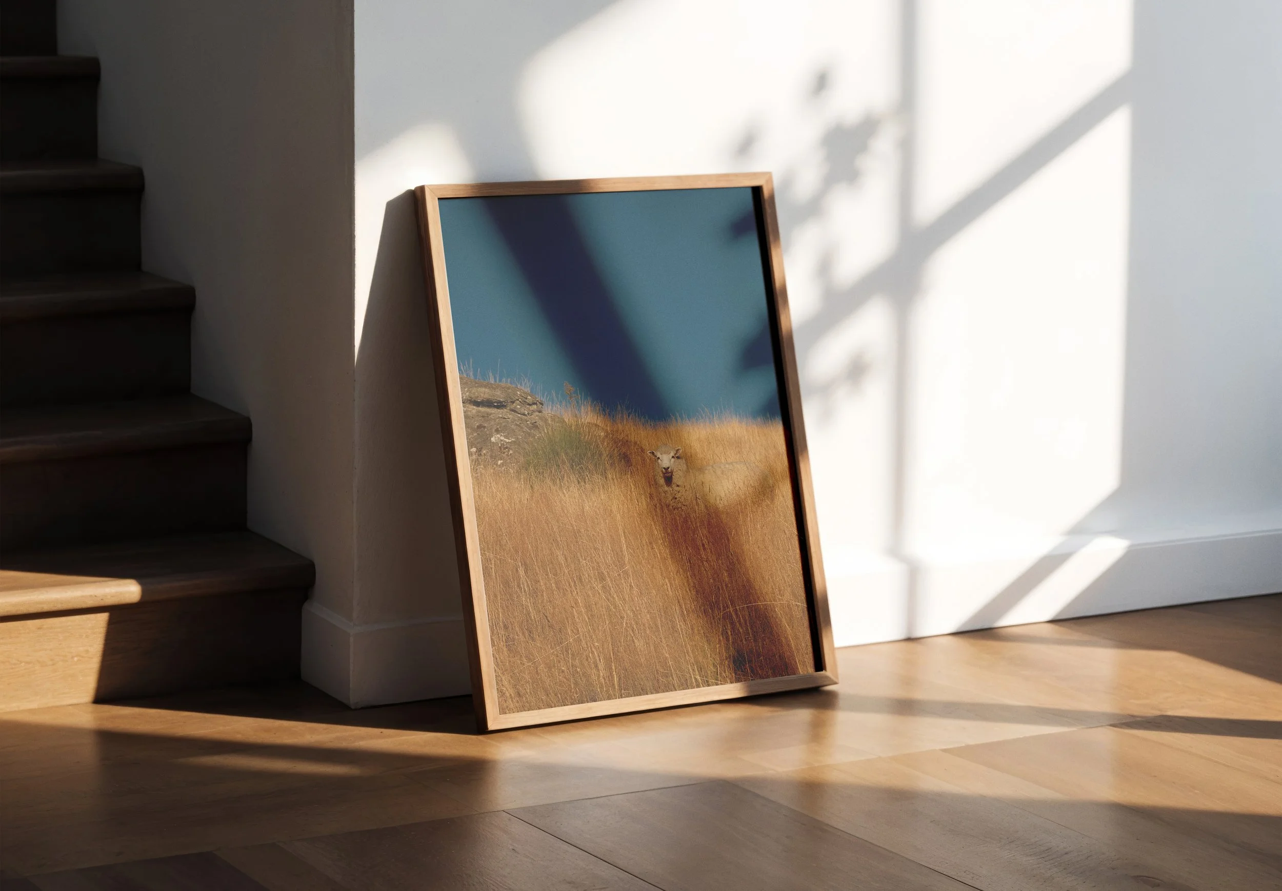 Curious-sheep-in-frame.jpg