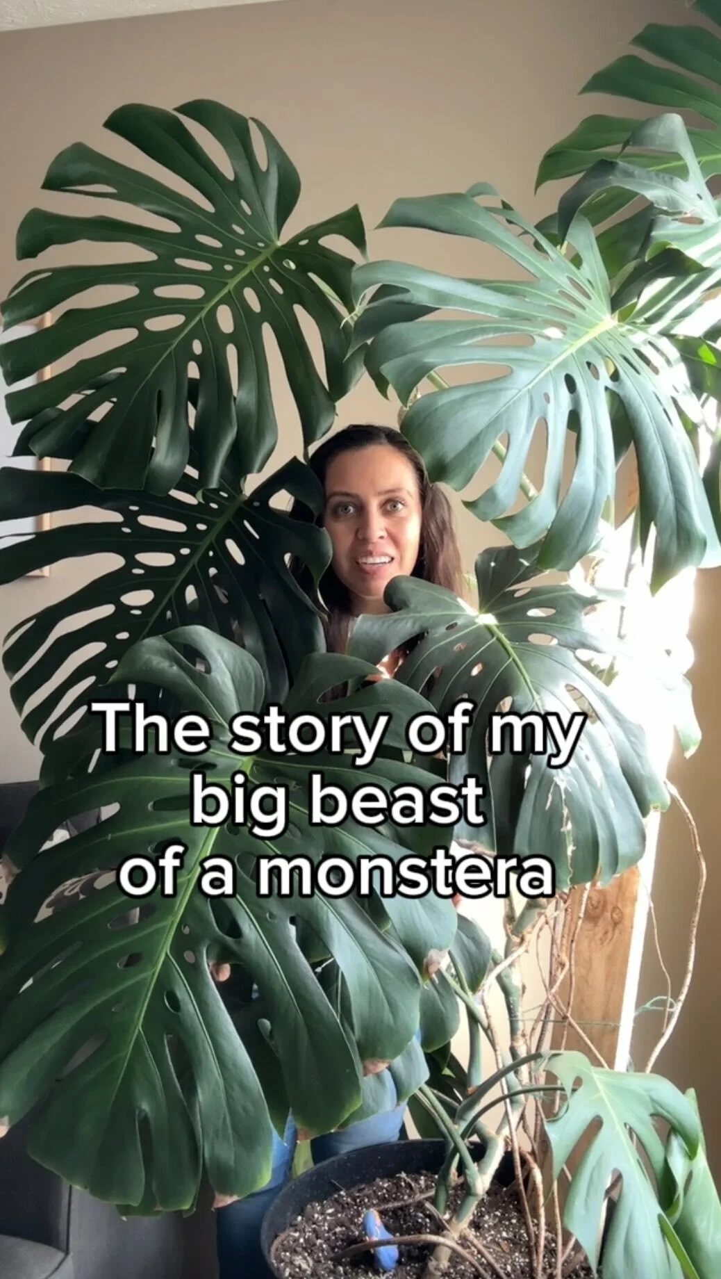 Plants with krystal