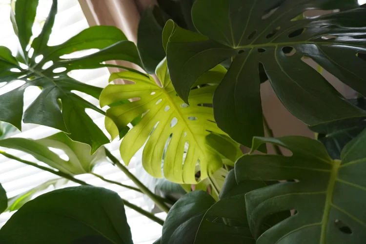 Shop plants with krystal