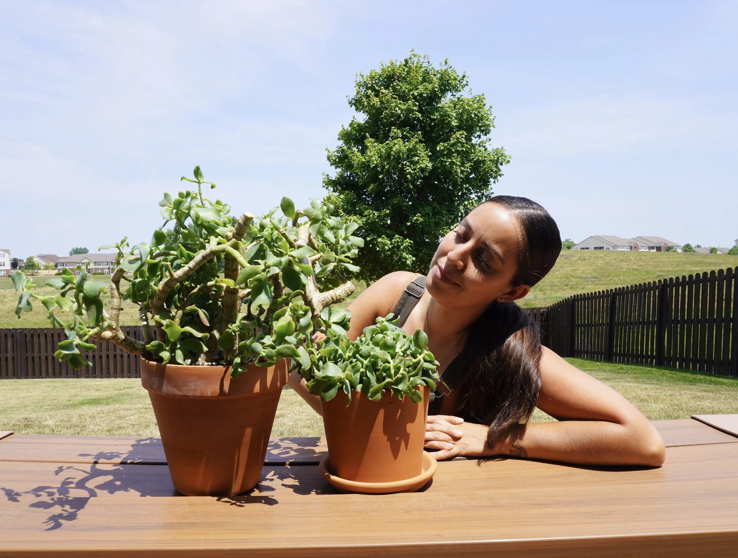Plants with krystal