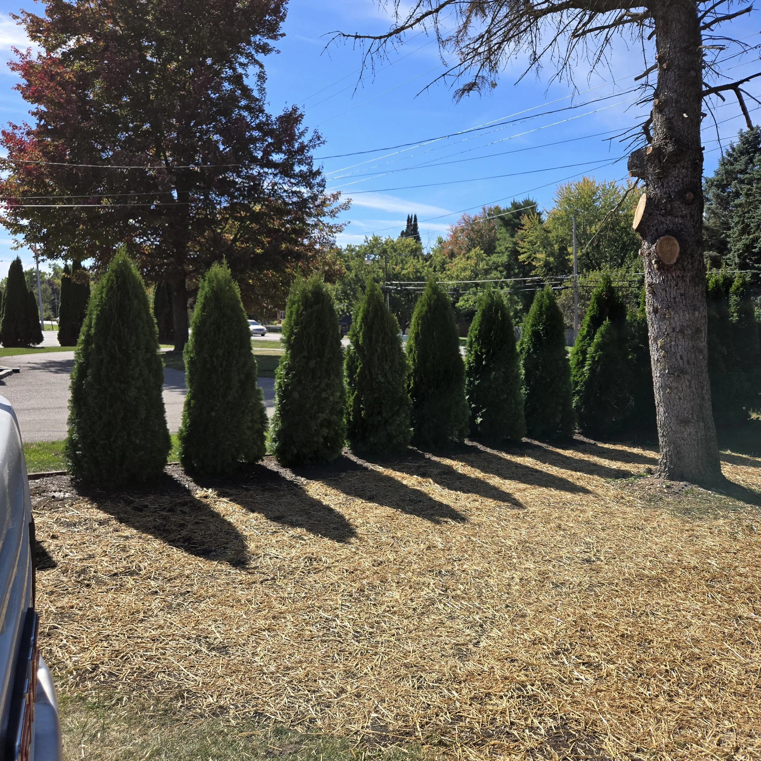 new arbs.jpg