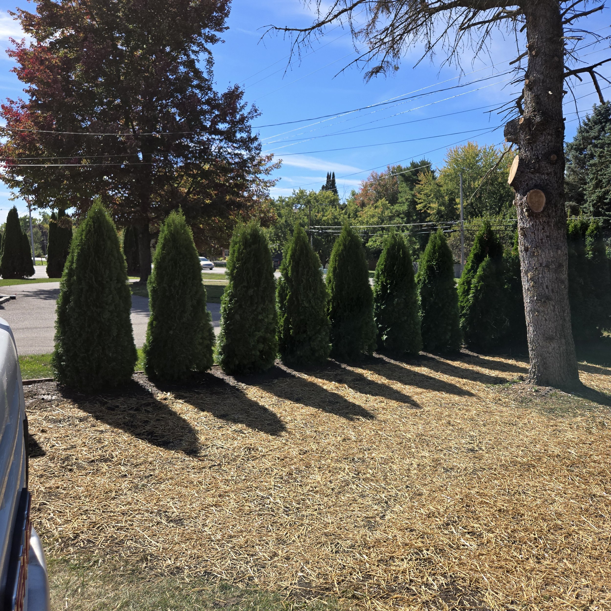 new arbs.jpg