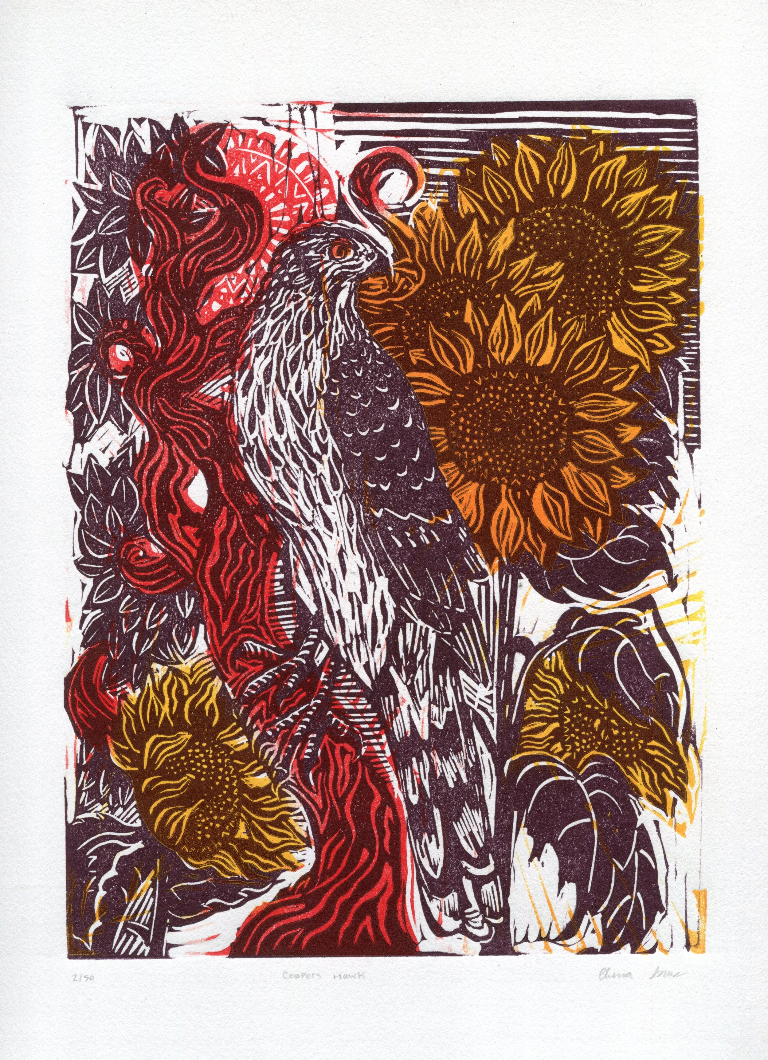 coopers hawk.jpg