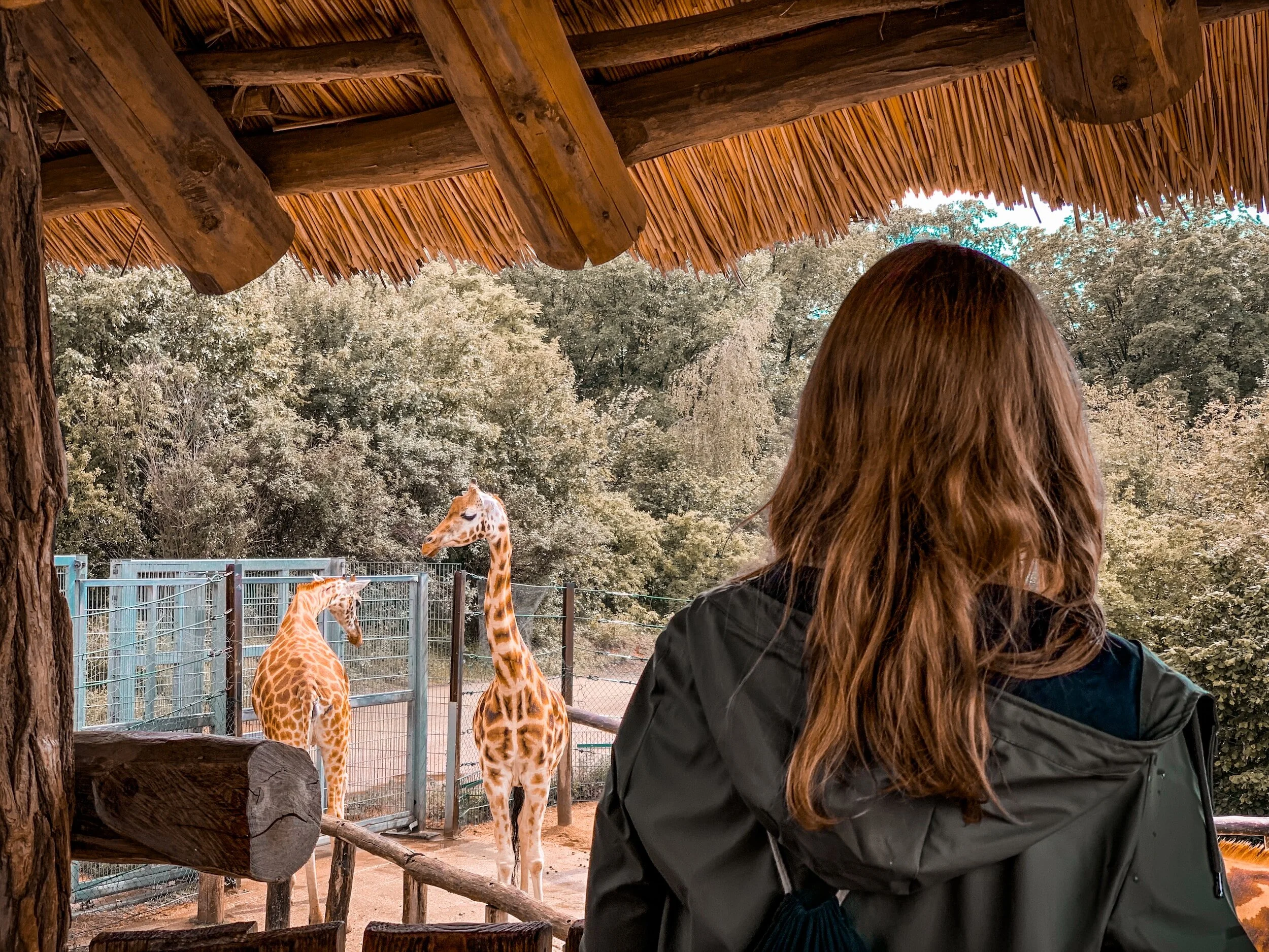 A girl watches a giraffes at the zoo
